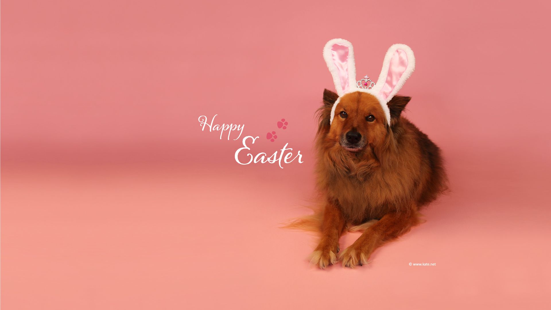 Easter Dogs Wallpaper iPhone Wallpaper