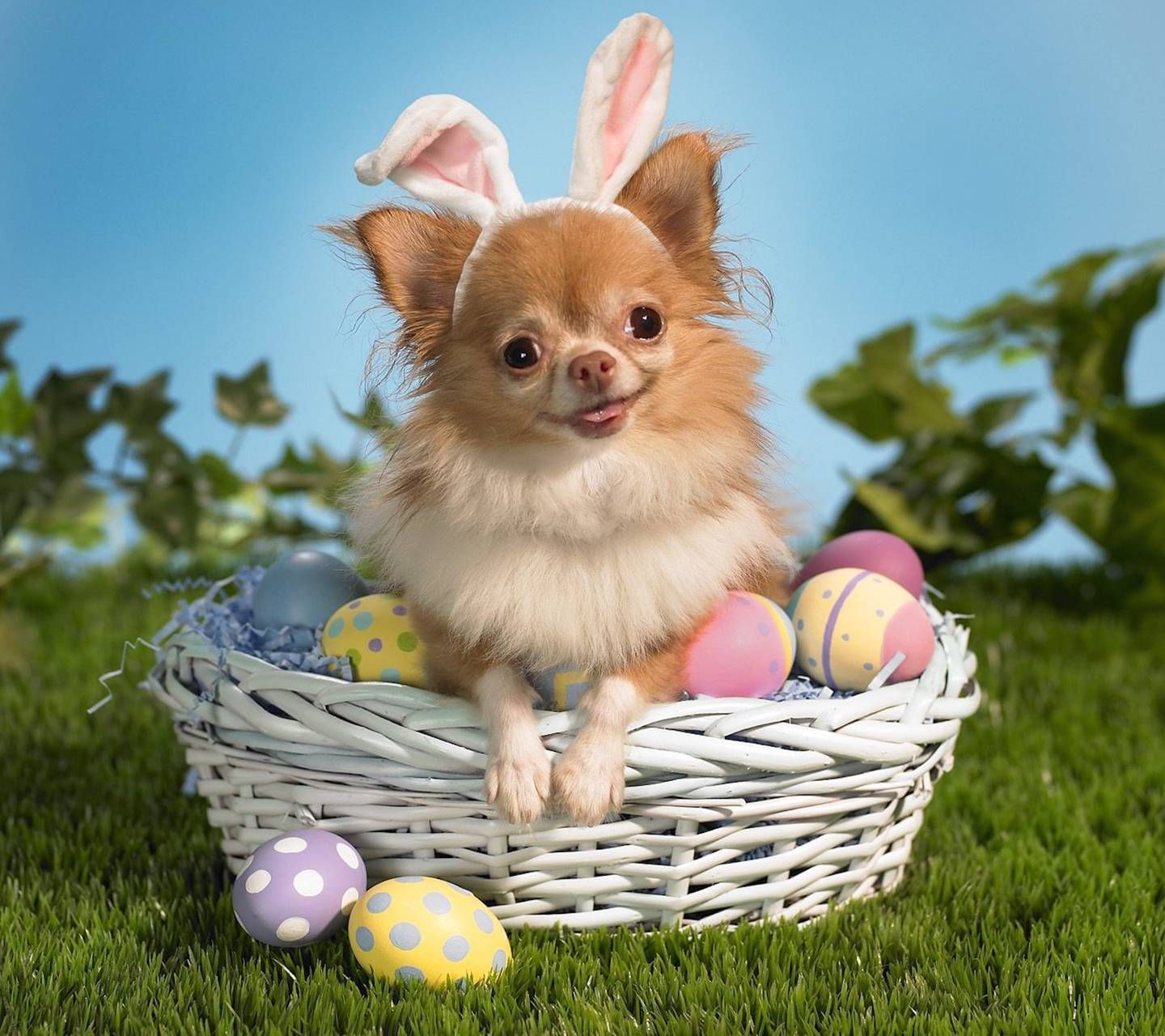 Download Easter Dog Wallpaper