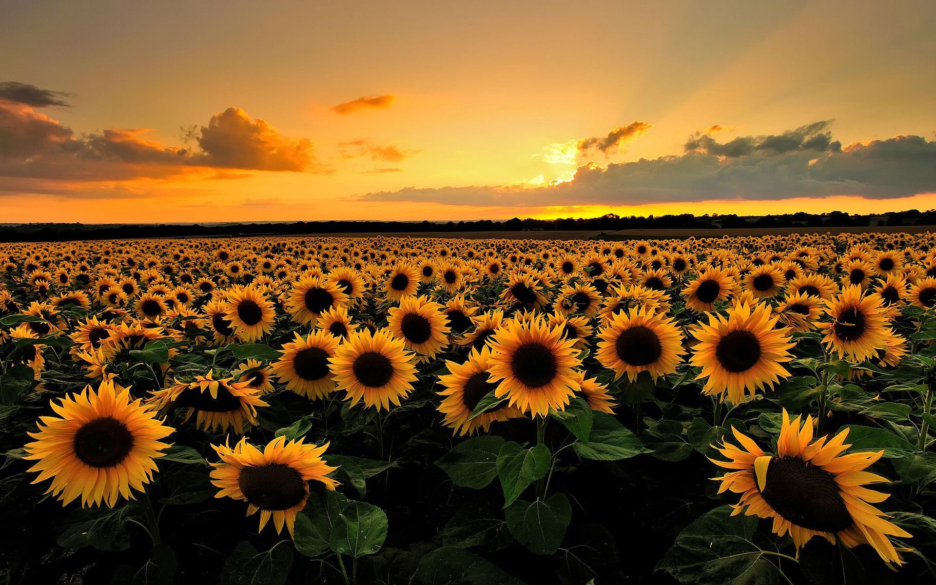 Sunflower Sunset Wallpaper Phone For Desktop Wallpaper. Papel de