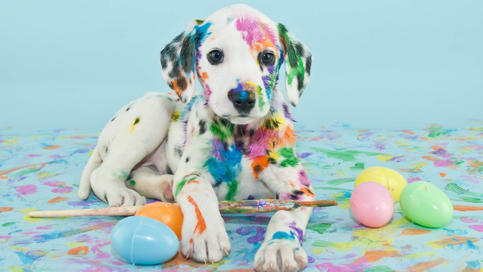 Easter Paint Puppy Dalmatian Brush Dog Eggs Desktop Dog, Download Wallpaper
