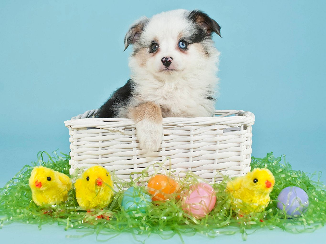 Image Easter puppies dog Chicks Eggs Wicker basket animal Holidays