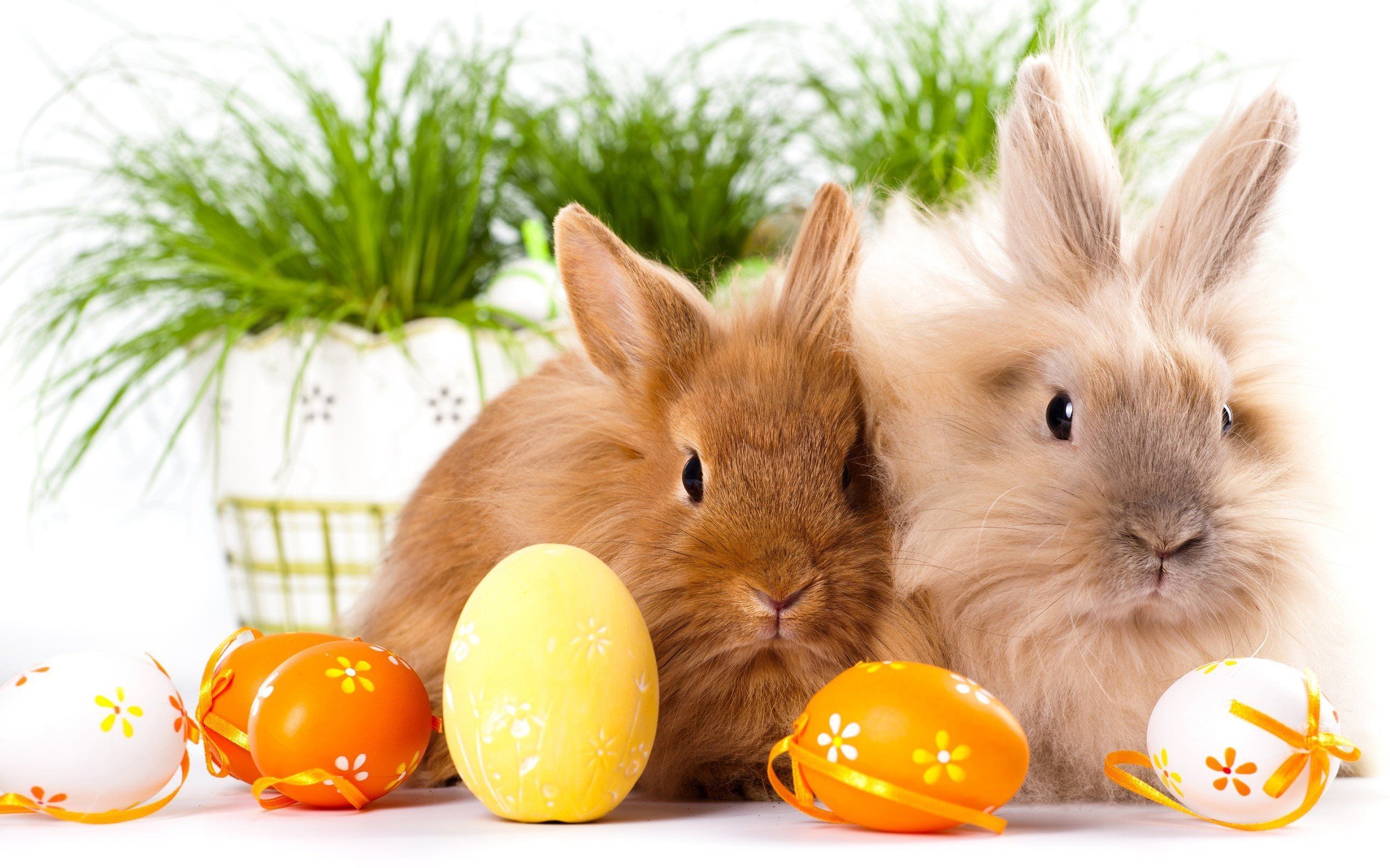 Download wallpaper rabbits, easter eggs, cute animals, easter