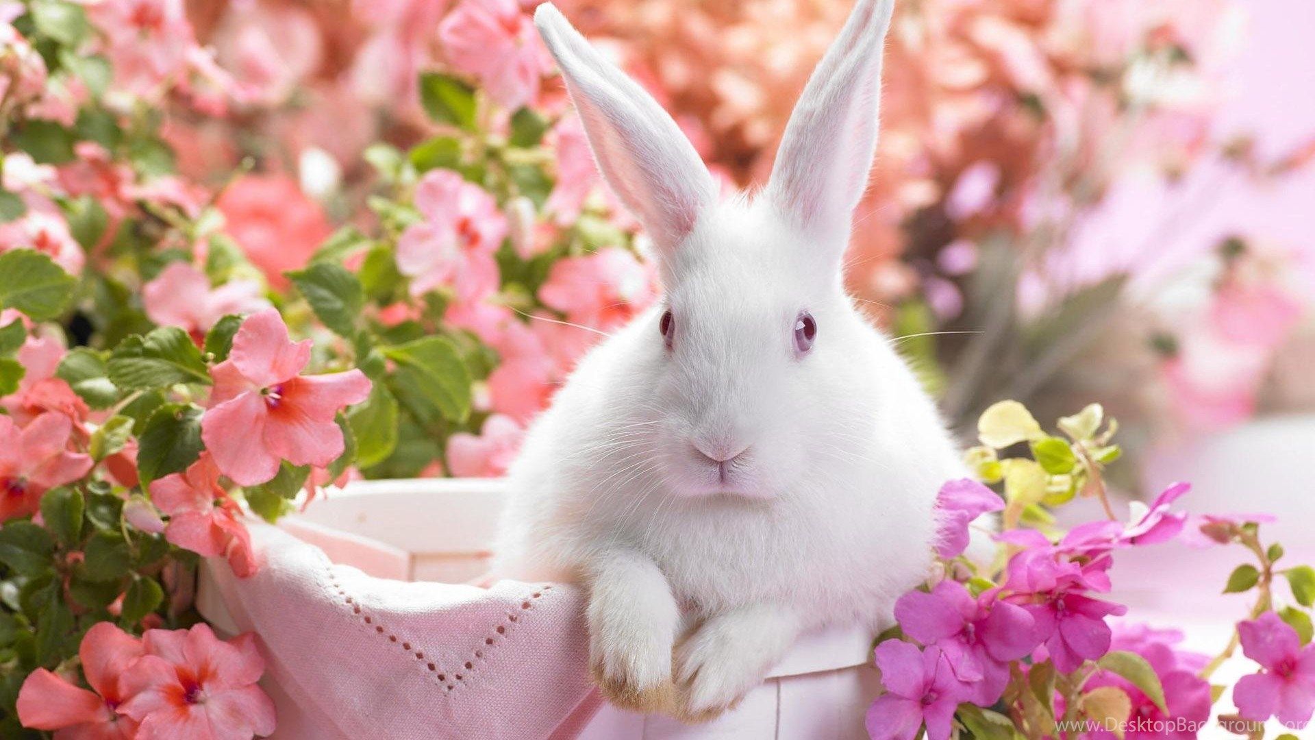 Magazine Wallpaper: Bunny Rabbits Wallpaper Easter Cute Pets