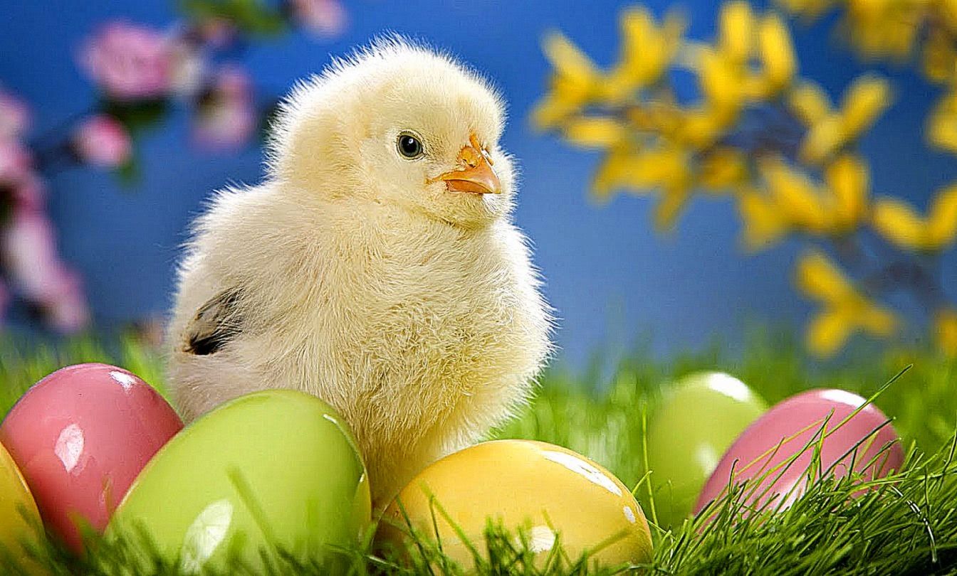 Wallpaper HD Animal Chick. Background Wallpaper Gallery