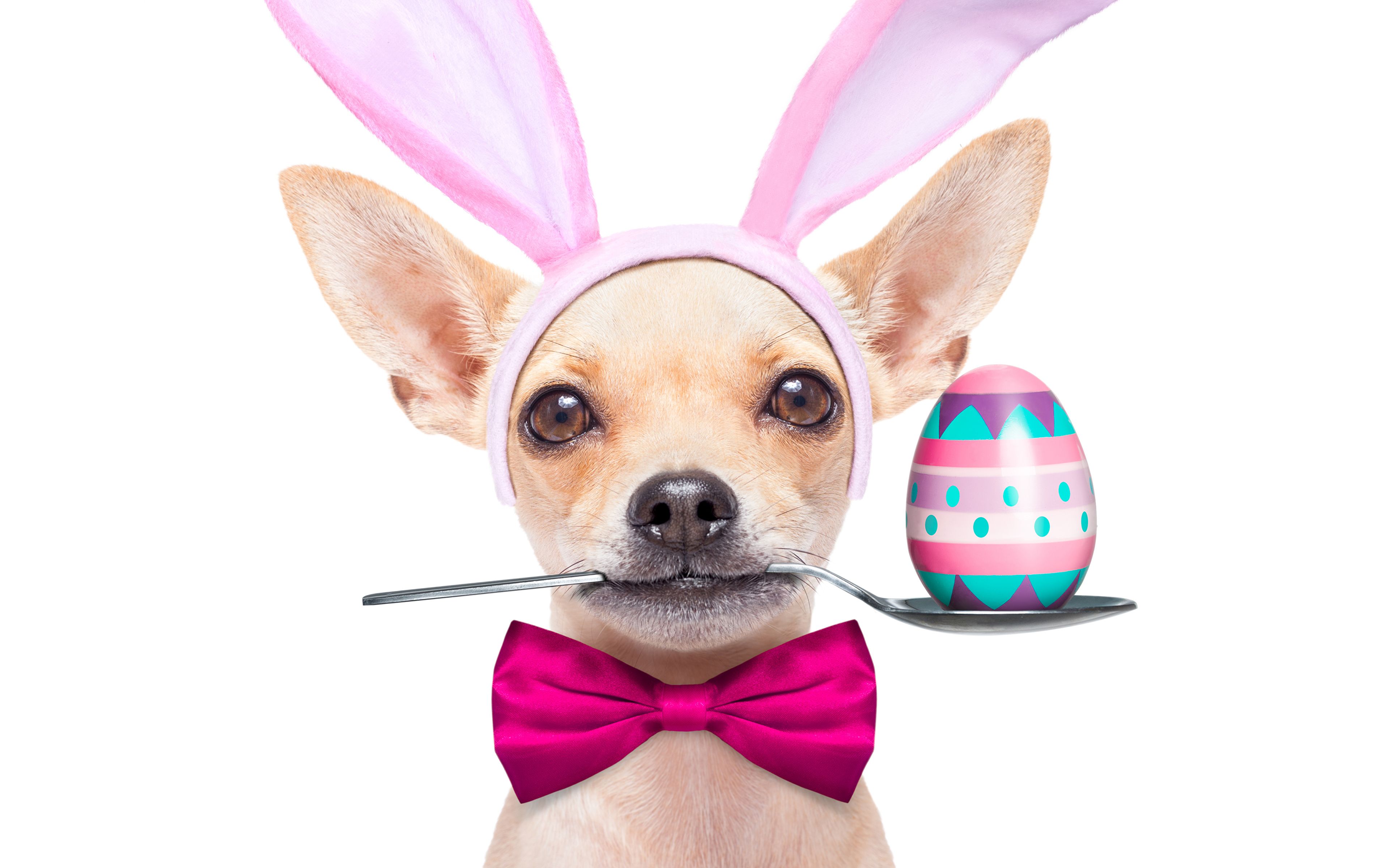Desktop Wallpaper animal Easter Chihuahua Dogs Eggs Spoon 3840x2400