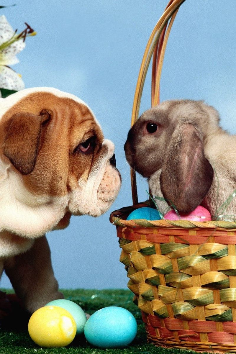 Wallpaper Dog, Rabbit, Eggs, Easter, Basket Eggs And Dogs