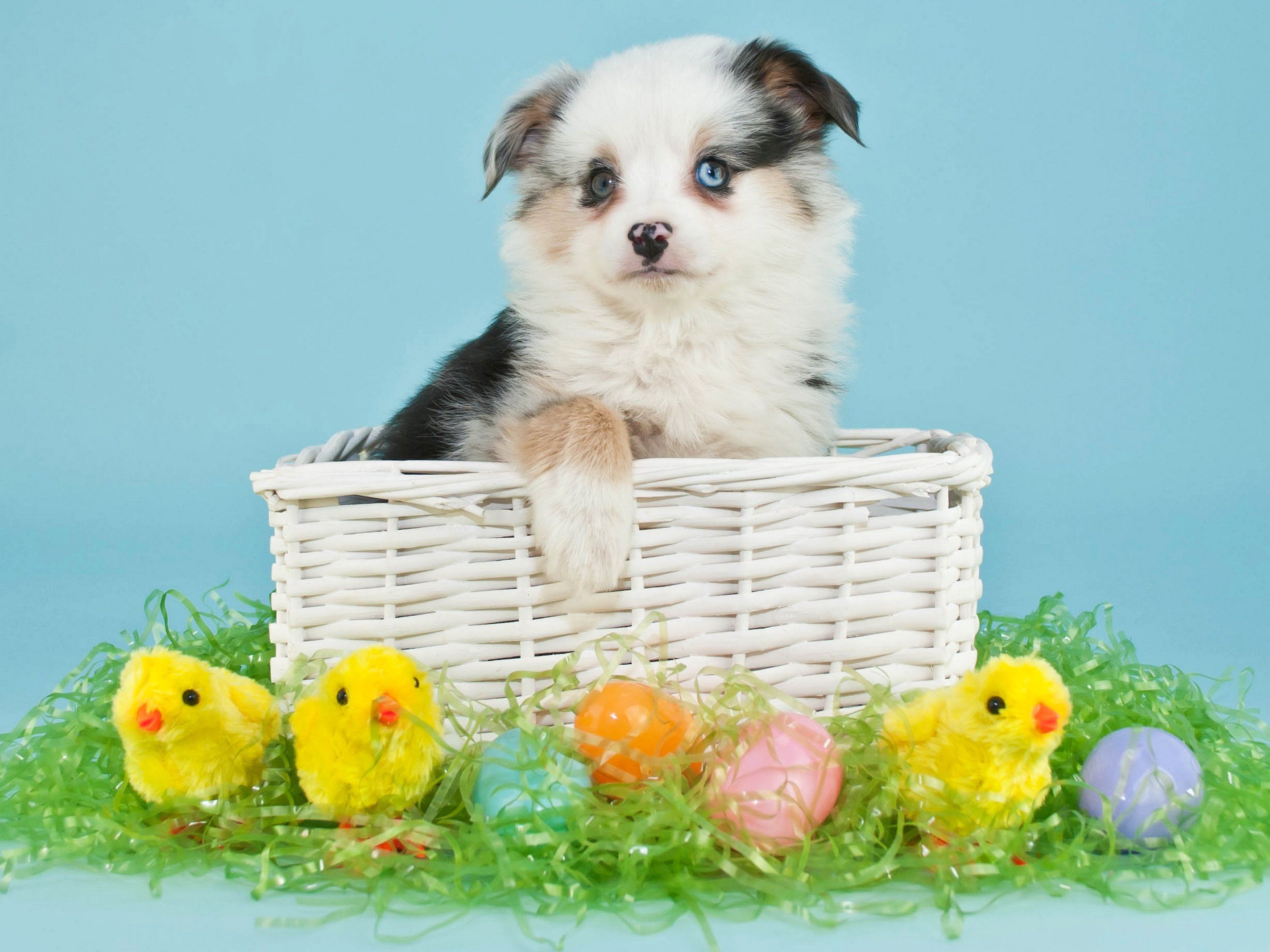 Dogs Holidays Easter Chickens Puppy Wicker basket Eggs Animals