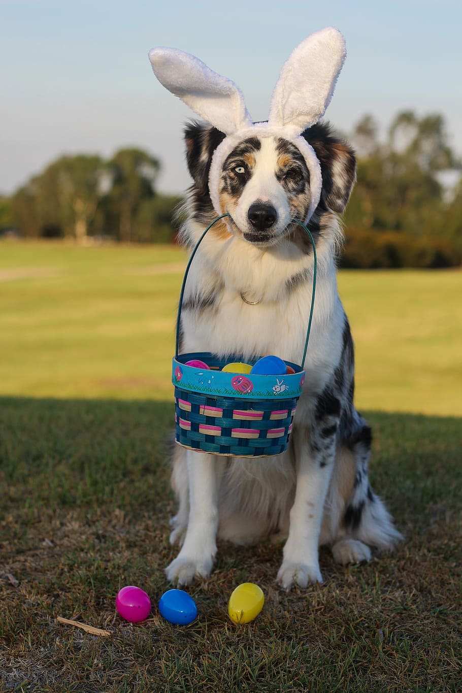 HD wallpaper: white, brown, and black dog carrying Easter basket, australian shepherd