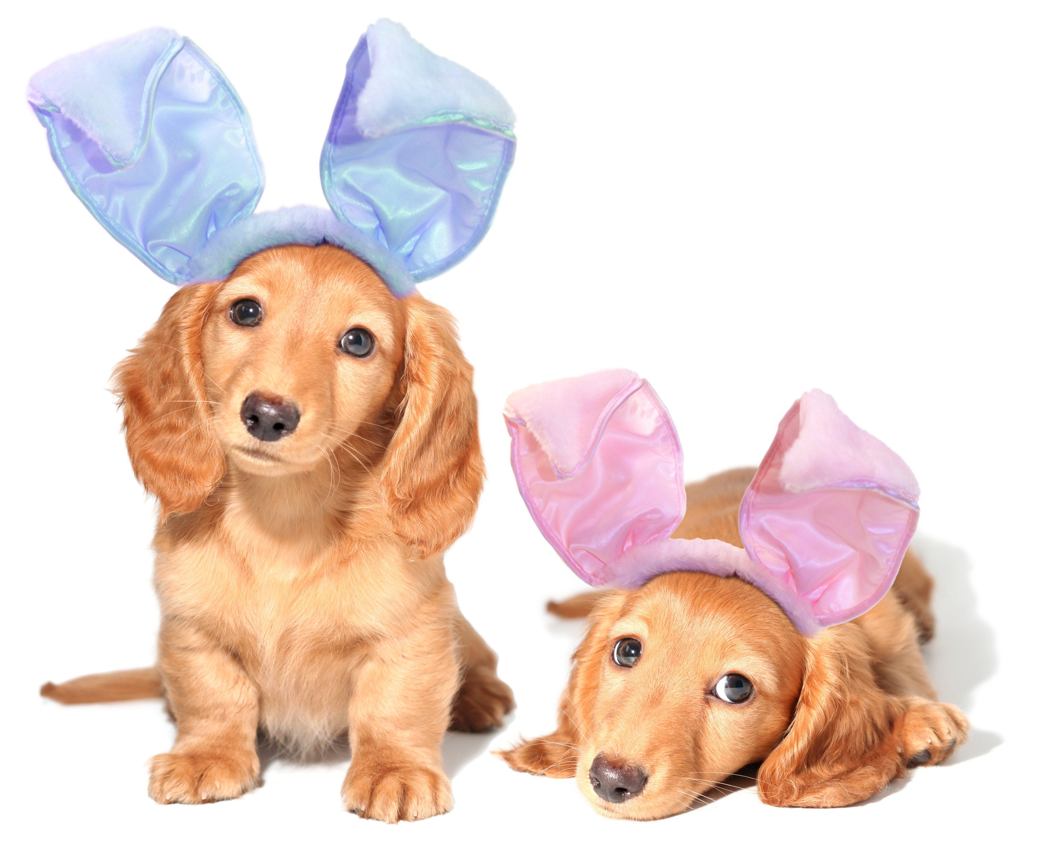 Dogs Who Are Posing For Their Easter Greeting Cards
