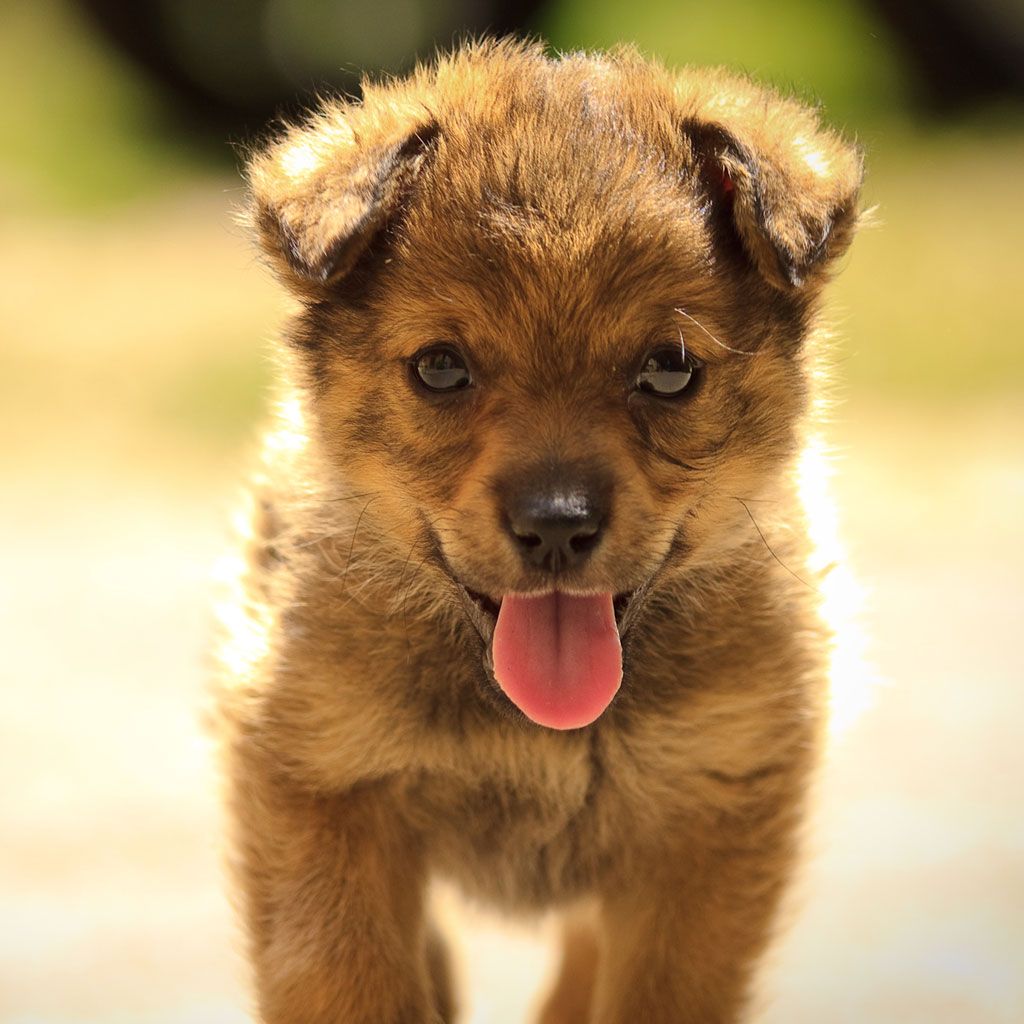 Cute Puppy Dog Spit Out The Tongue iPad Wallpaper Animals