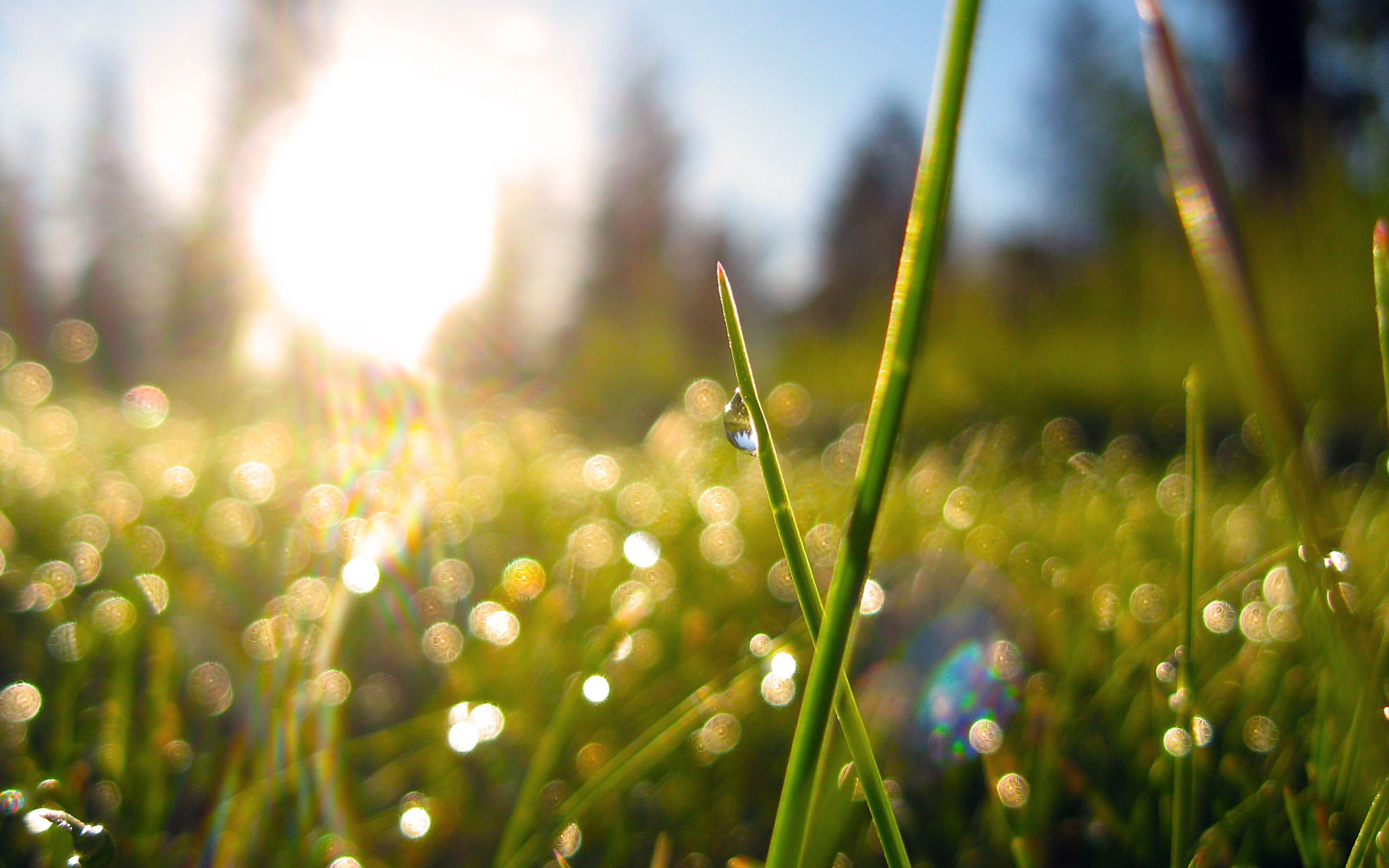 morning light through dewy grass. Spring wallpaper, Uplifting