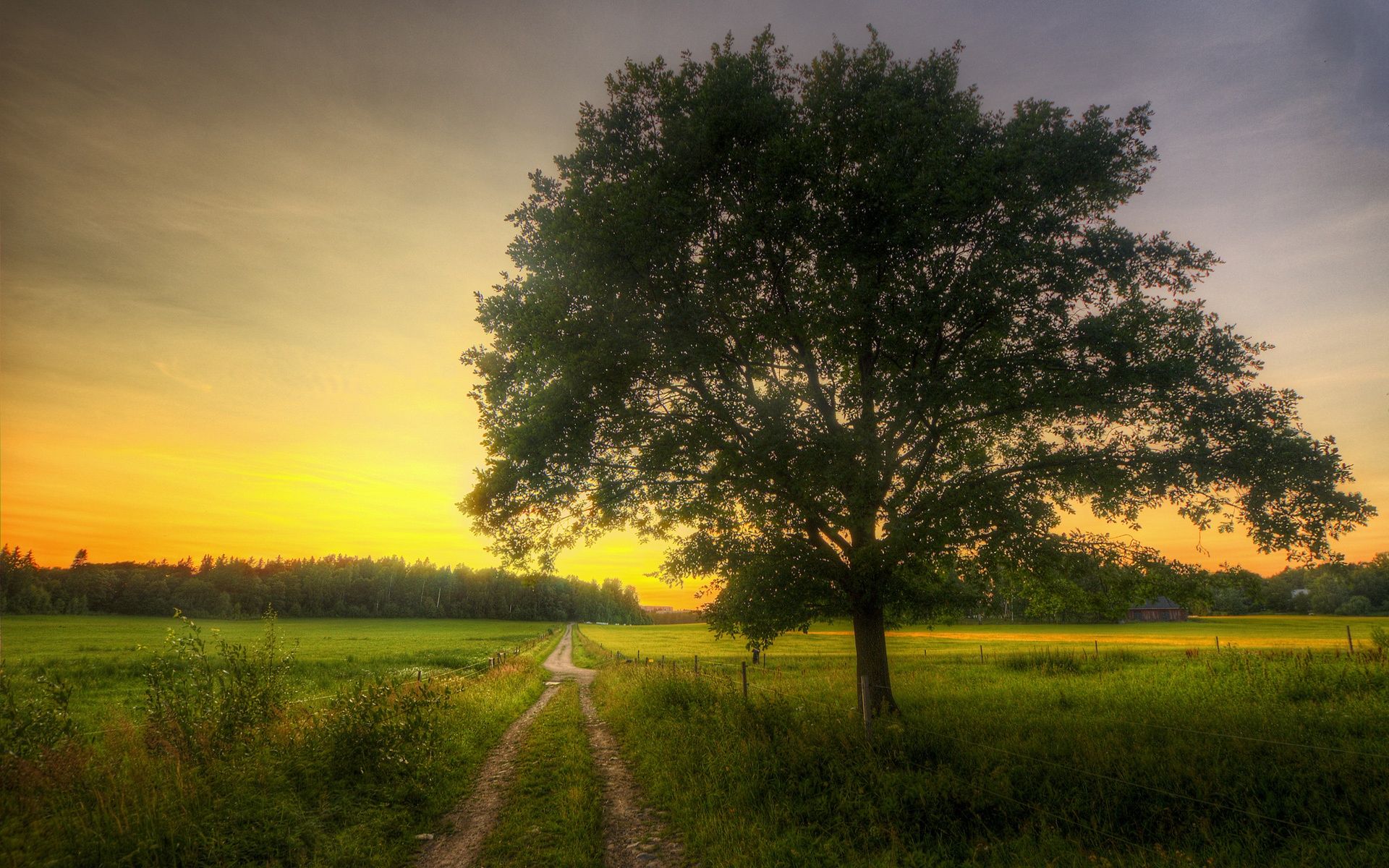 Wallpaper Fields, road, tree, morning, spring 1920x1200 HD Picture