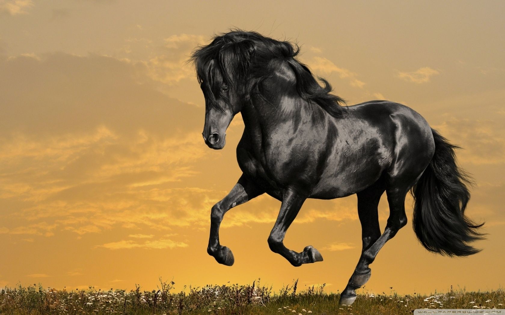 Black Horse Running ❤ 4K HD Desktop Wallpaper for 4K Ultra HD TV