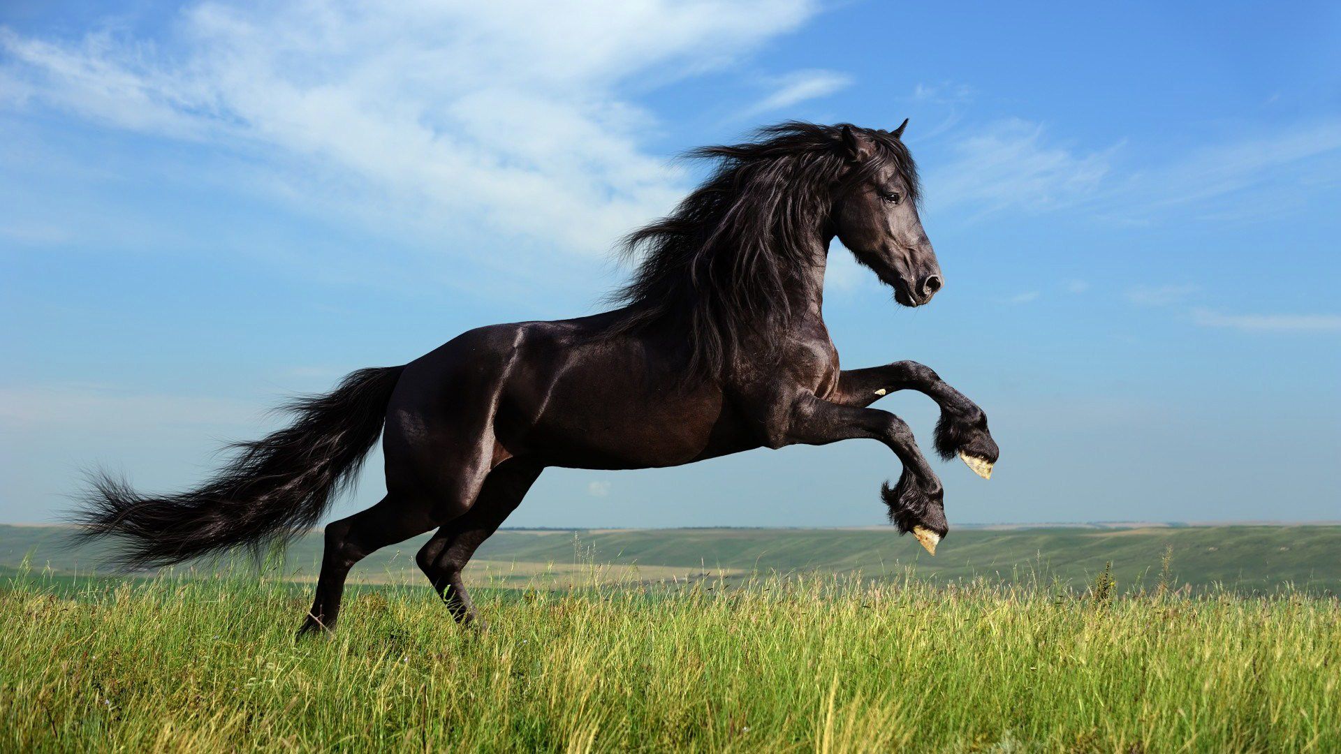 Black Horse Wallpaper Quality