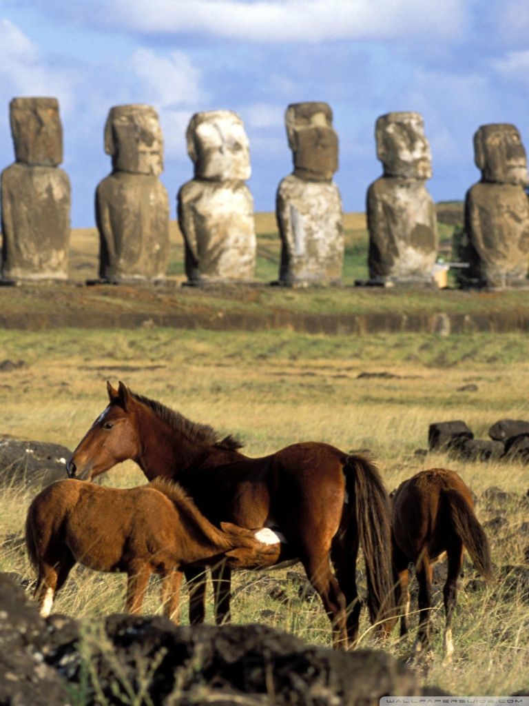 Horses Of Easter Island Chile Ultra HD Desktop Background