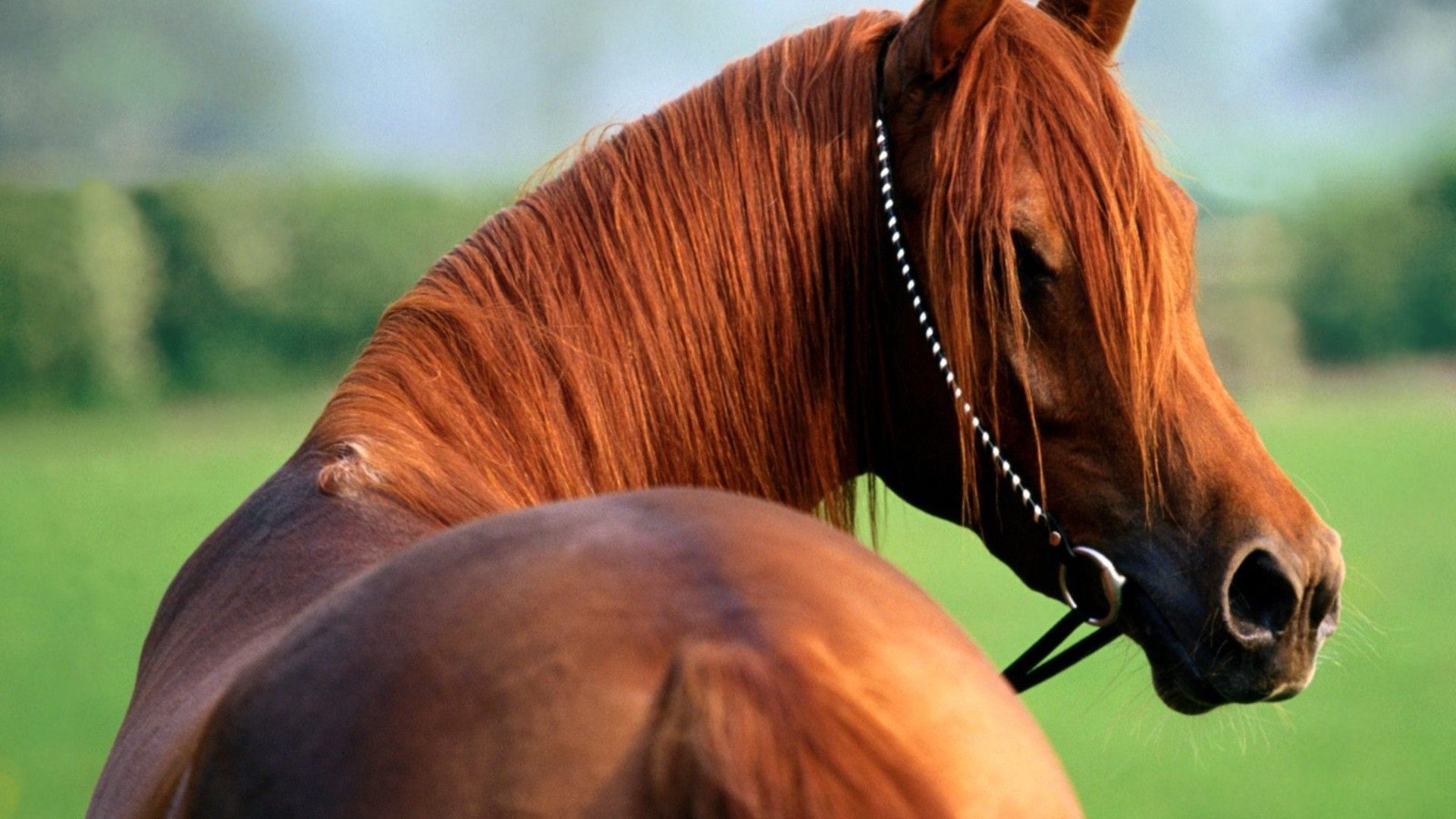 Horse Desktop Wallpaper 1080p