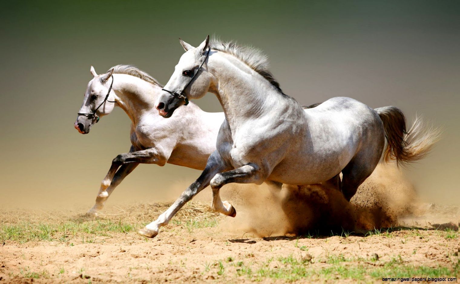 Running White Horse Wallpaper
