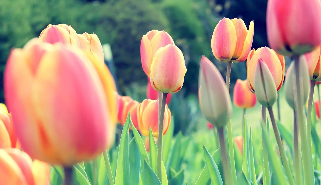 Easter Tulips Laptop HD HD 4k Wallpaper, Image