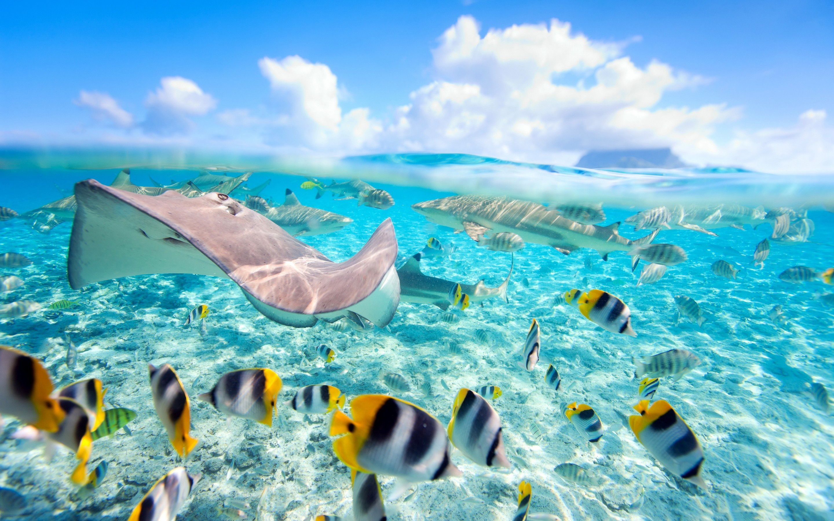 Tropical Island Wallpaper with Fish