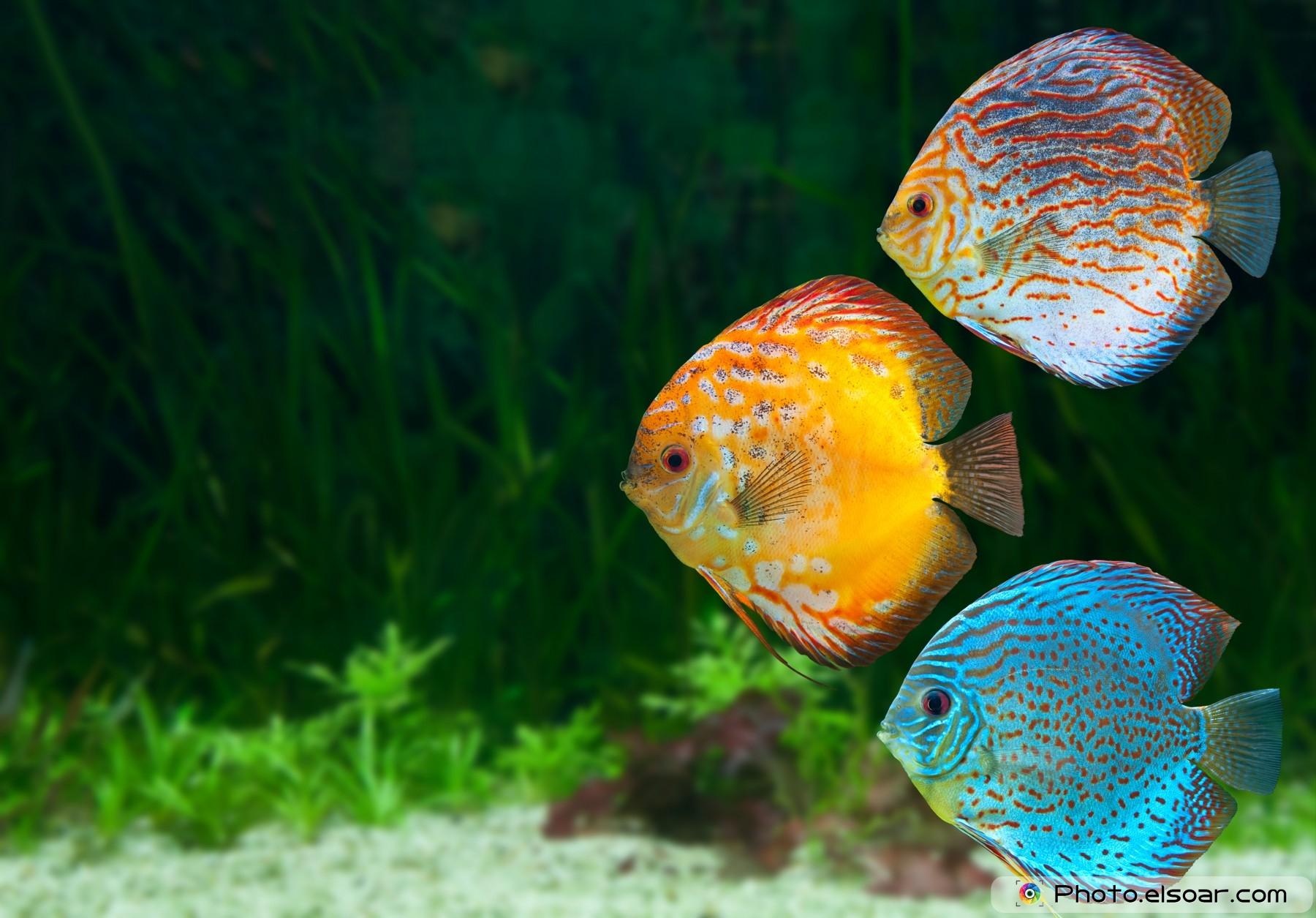 Water Fish Wallpapers Wallpaper Cave
