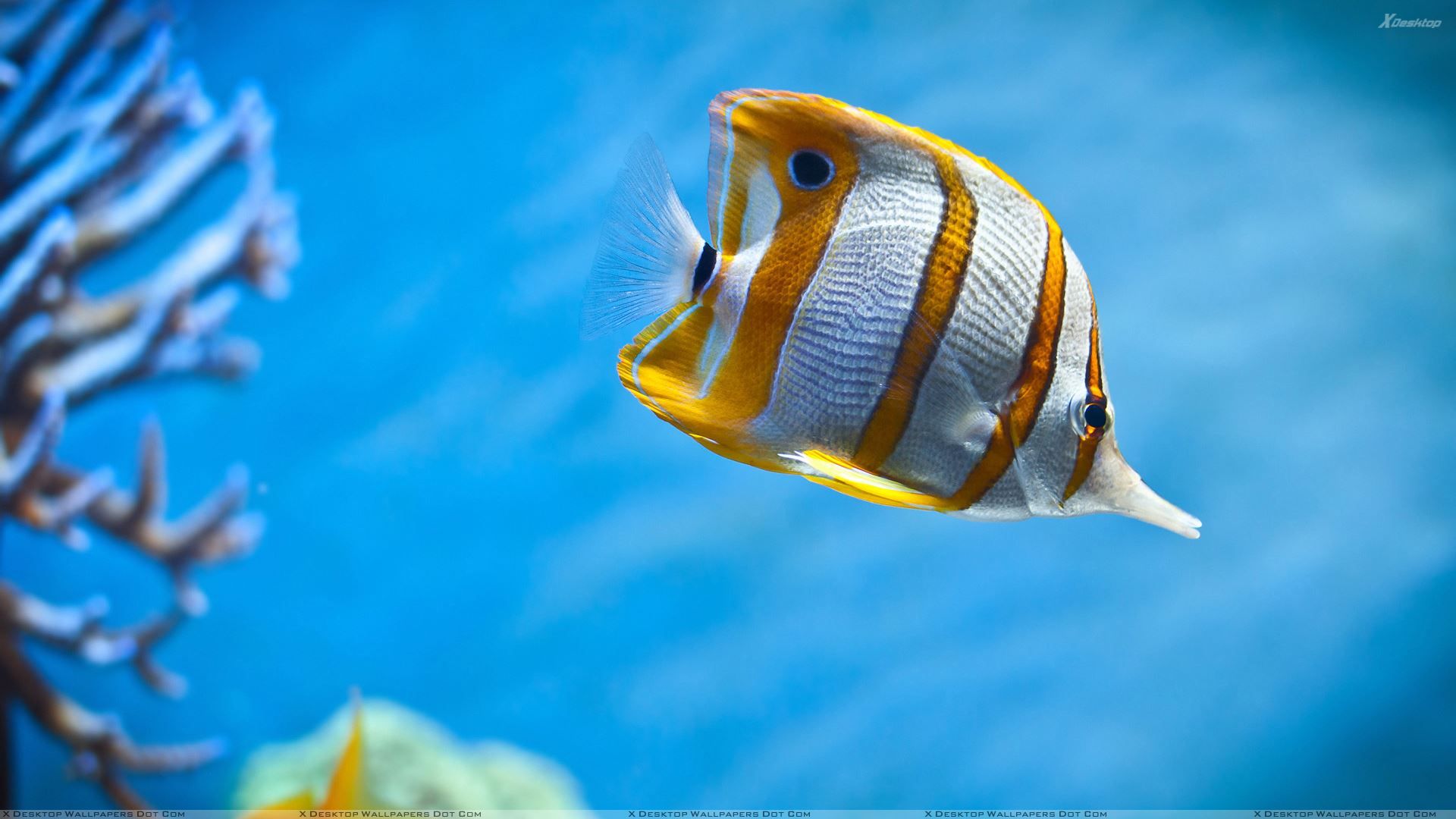 Fish in Blue Water Wallpaper