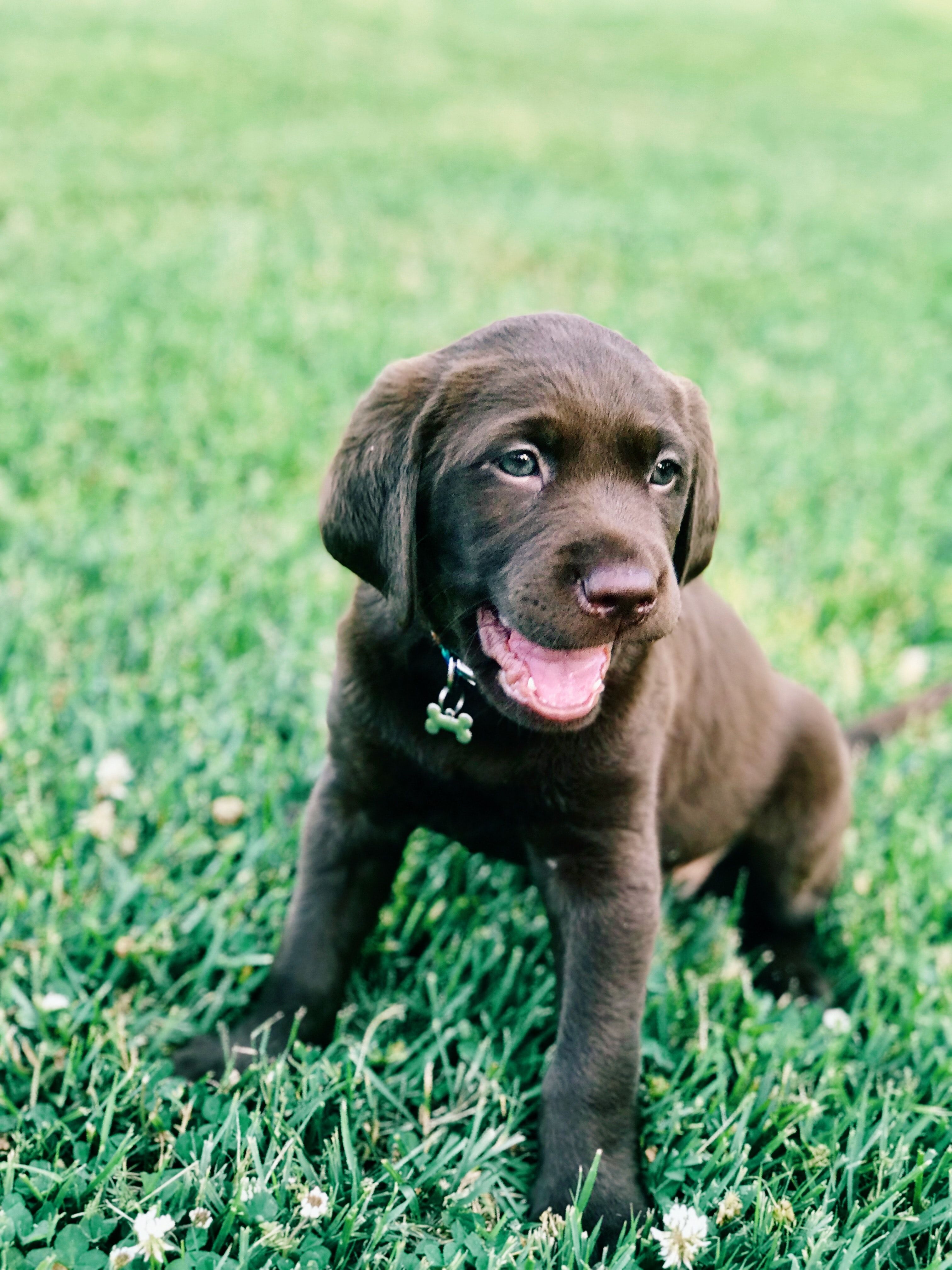 chocolate Labrador retriever puppy on green grass photo