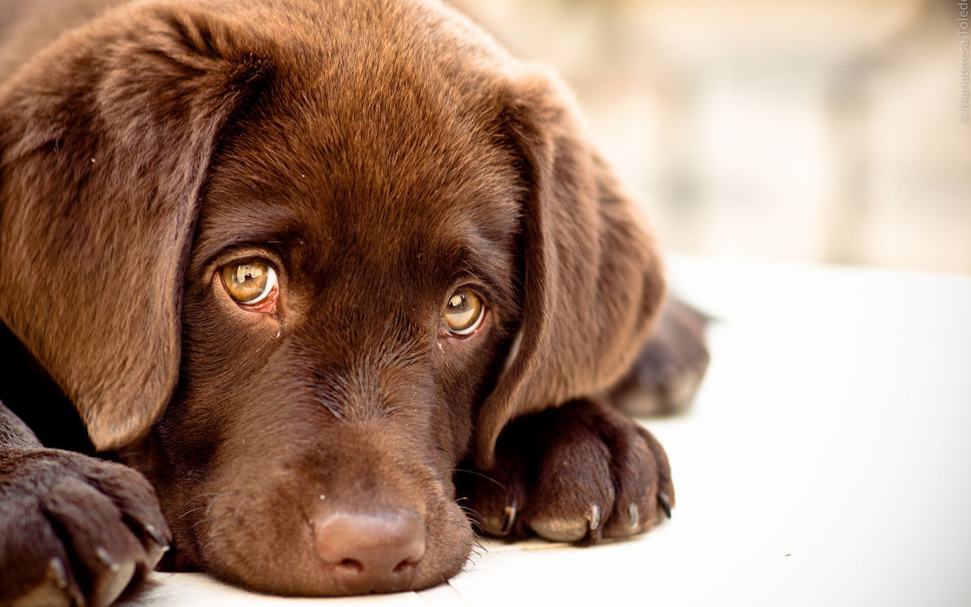 Chocolate lab!! I want one so badly. Dogs, Dog wallpaper, Cute