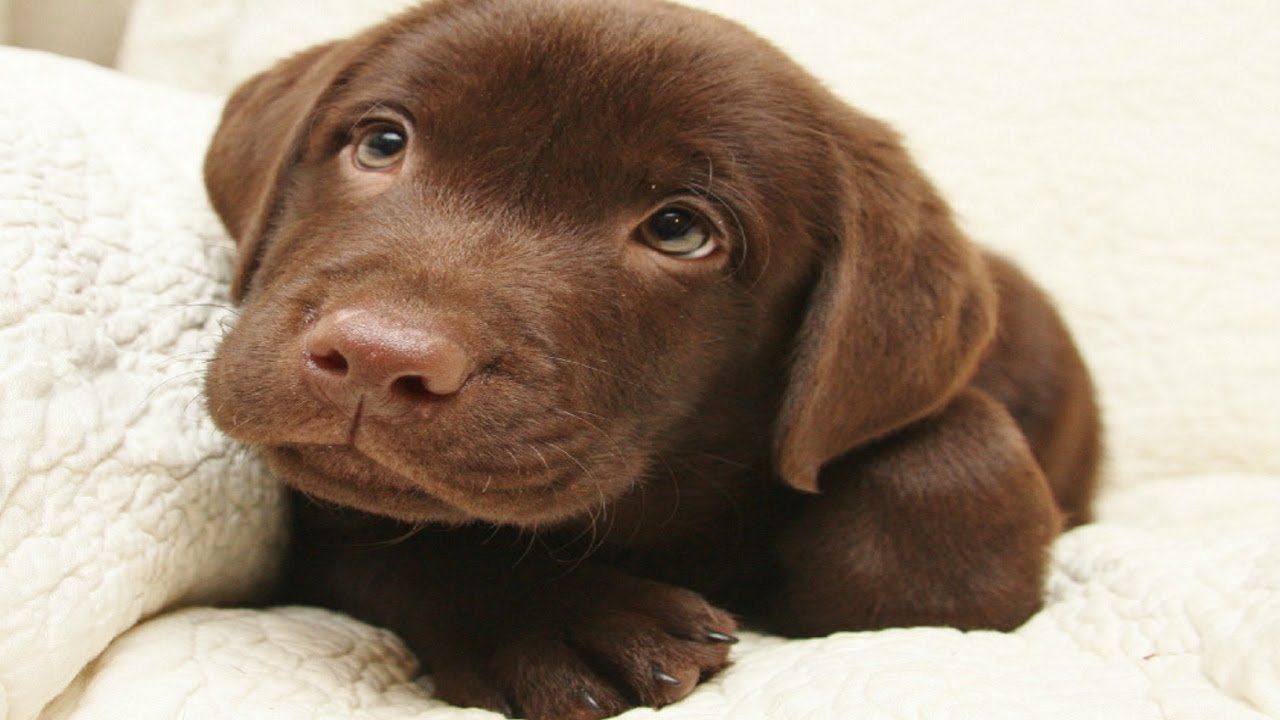 Chocolate Lab Puppies Wallpapers - Wallpaper Cave