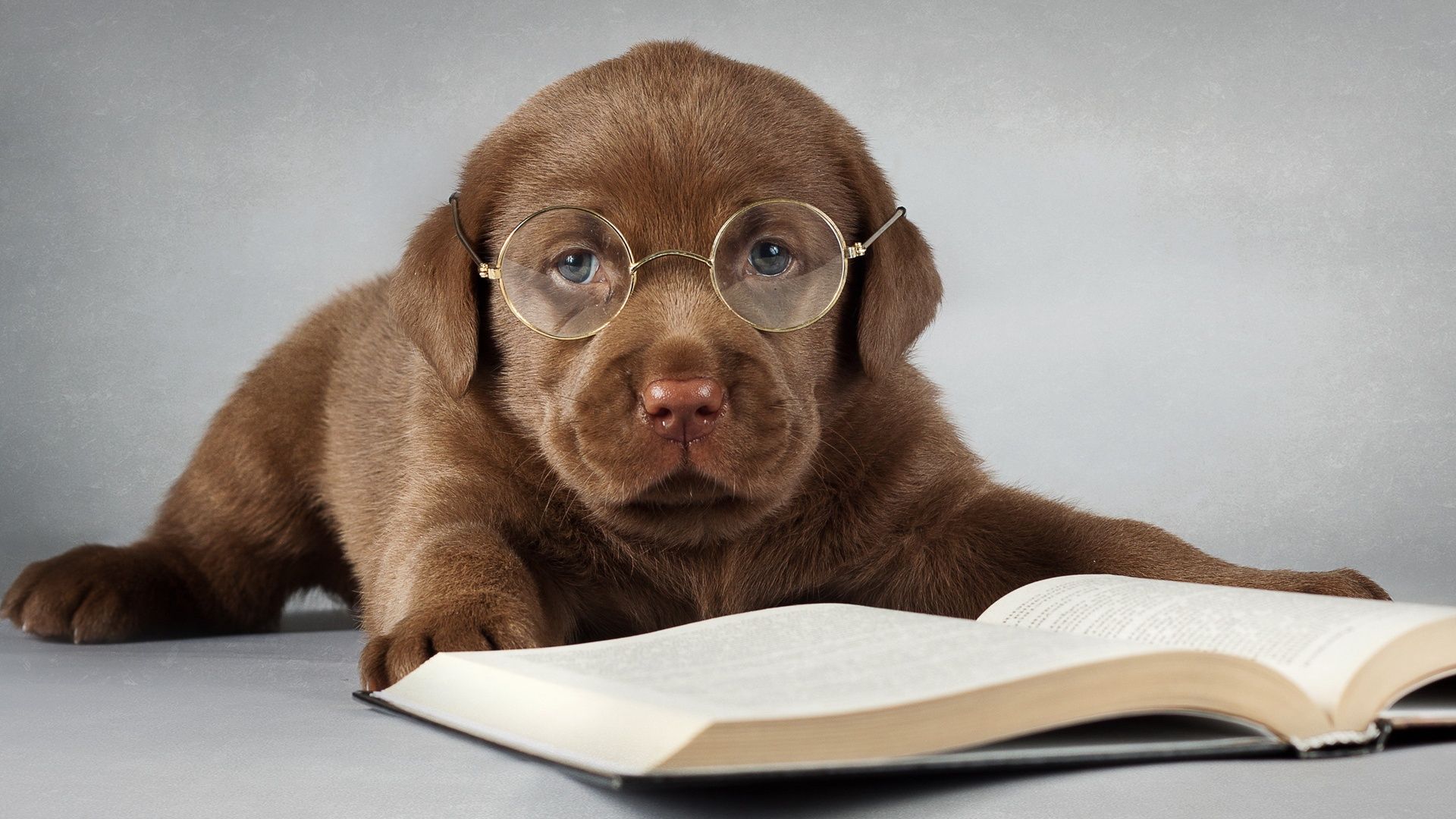 Free download Labrador dog brown read a book glasses Wallpaper