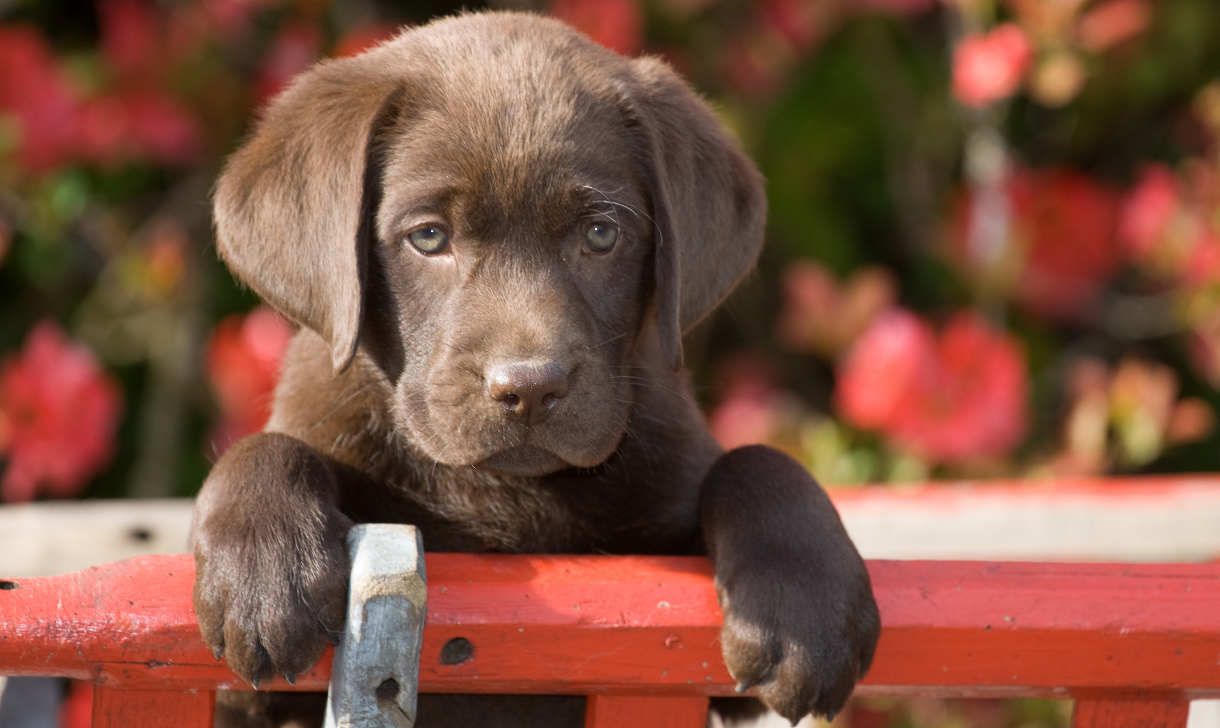 Puppy Potty Training Problems Solved