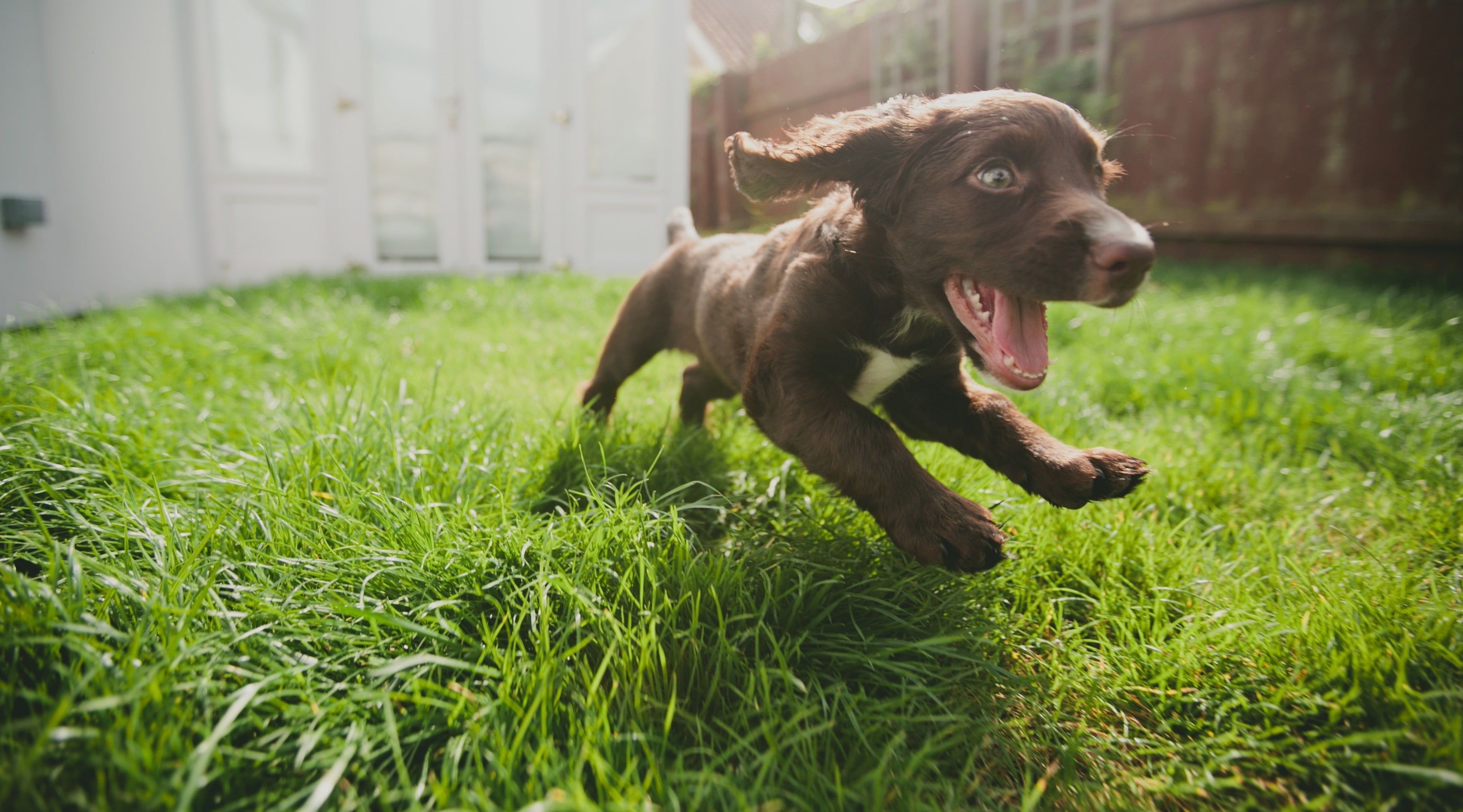 Chocolate Labrador retriever puppy running on green grass lawn HD