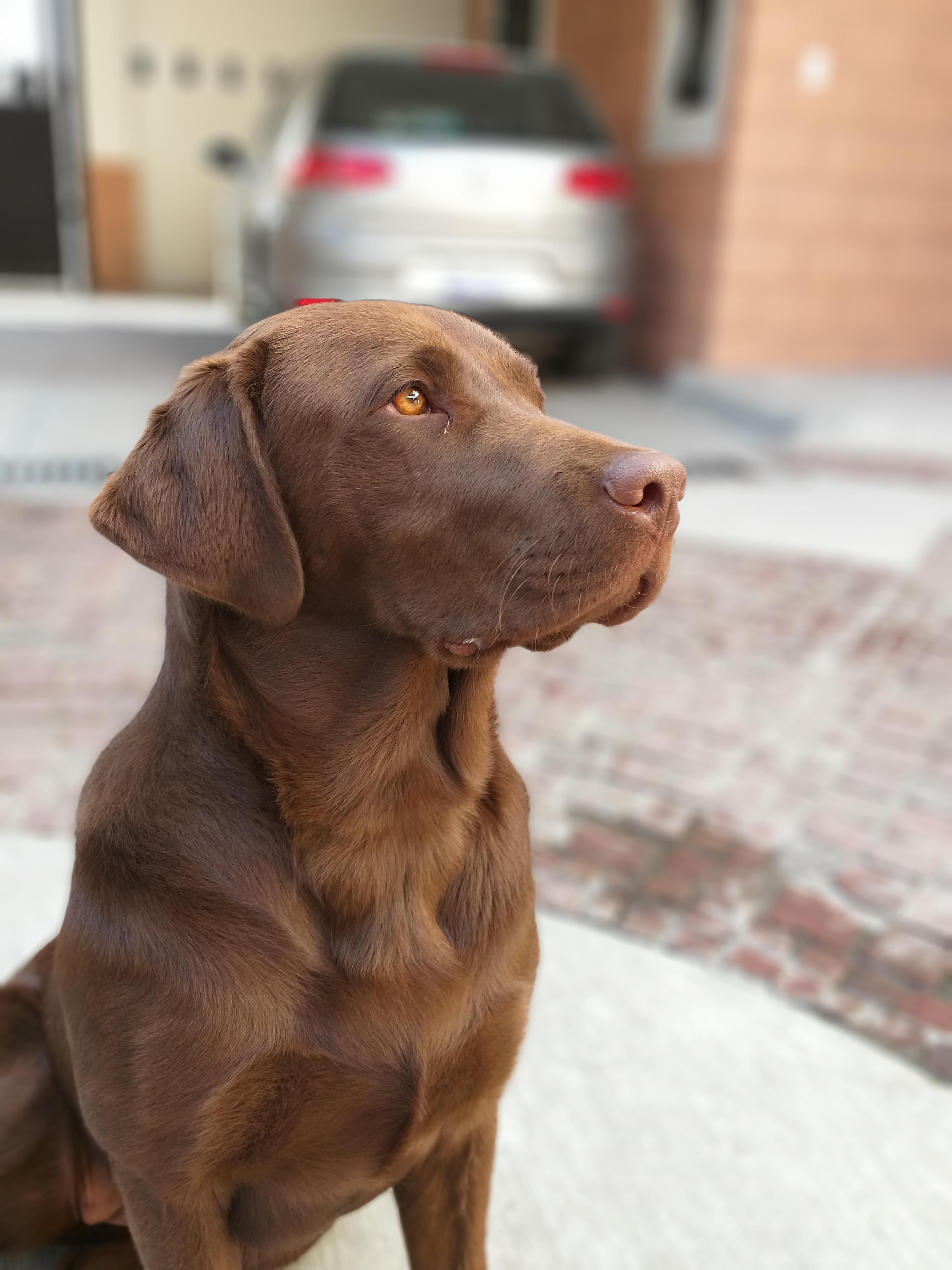 Took this photo of my 8 month old chocolate lab. #Music