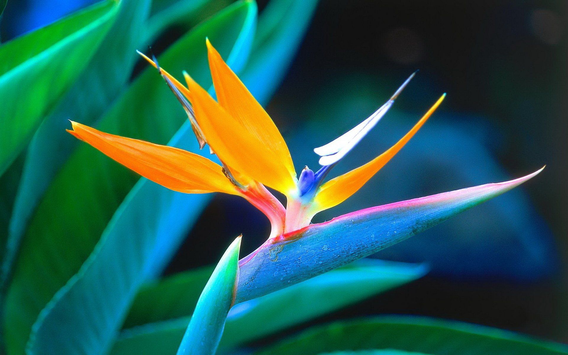 Bird of paradise HD Wallpaper and Background Image
