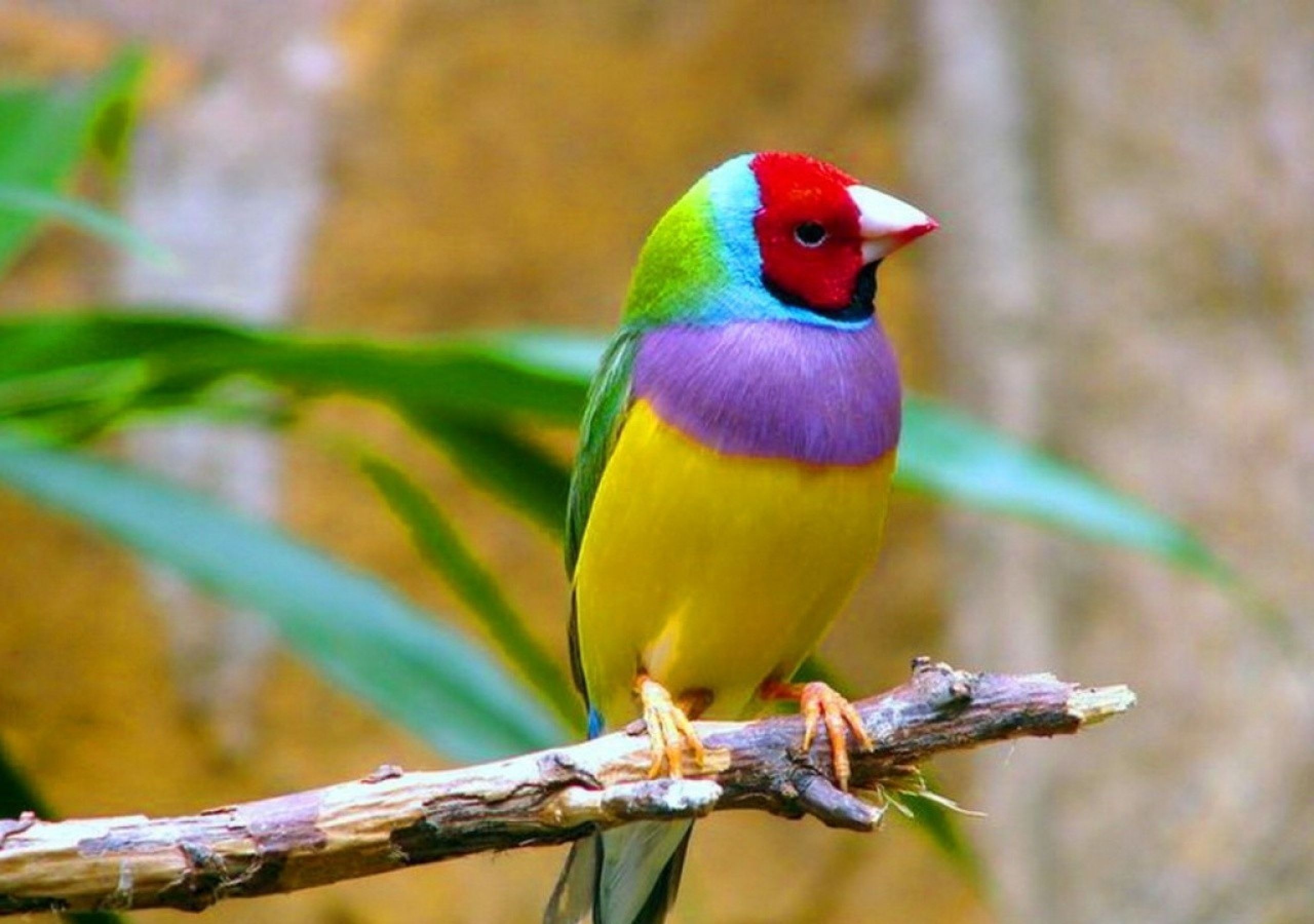 Cool Purple Bird Of Paradise Wallpaper Birds Wallpaper
