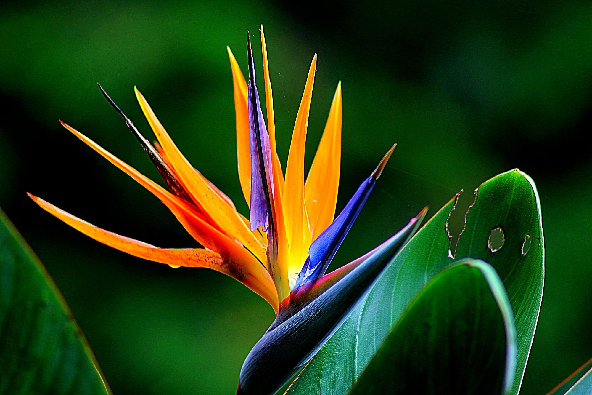 Blue and orange Birds of Paradise flowers closeup photography HD