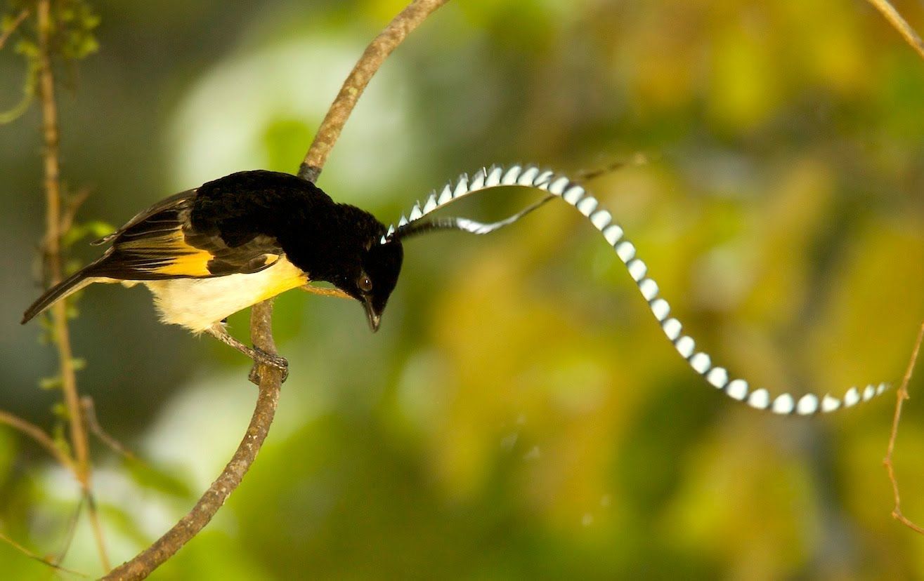 Amazing Birds Of Paradise Courtship Rituals Of Paradise