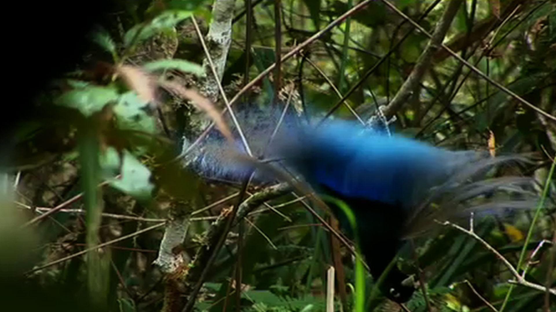 Nature. Blue Bird of Paradise. Season 29