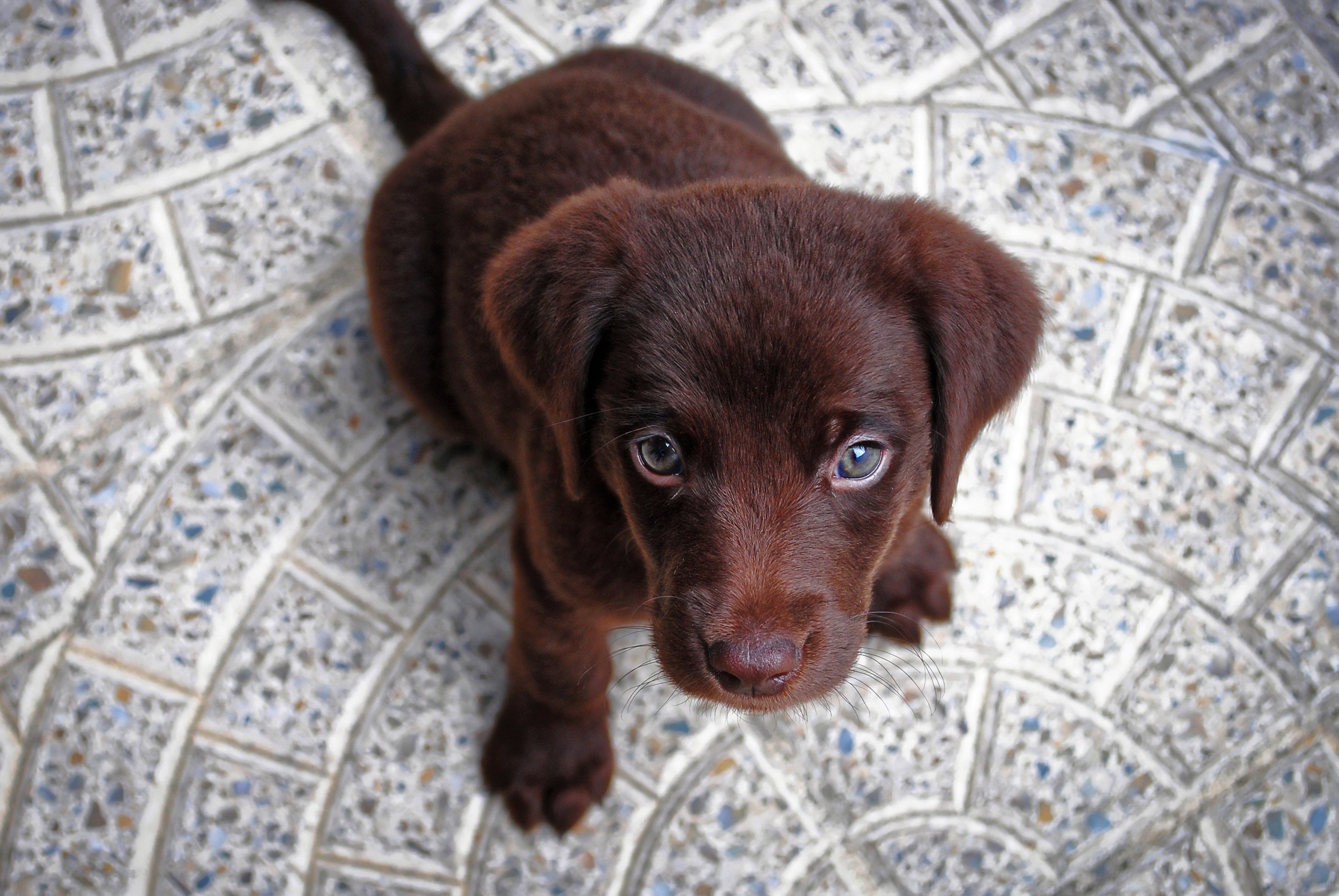 Cute Chocolate Lab Puppy HD Wallpaper. Background Image