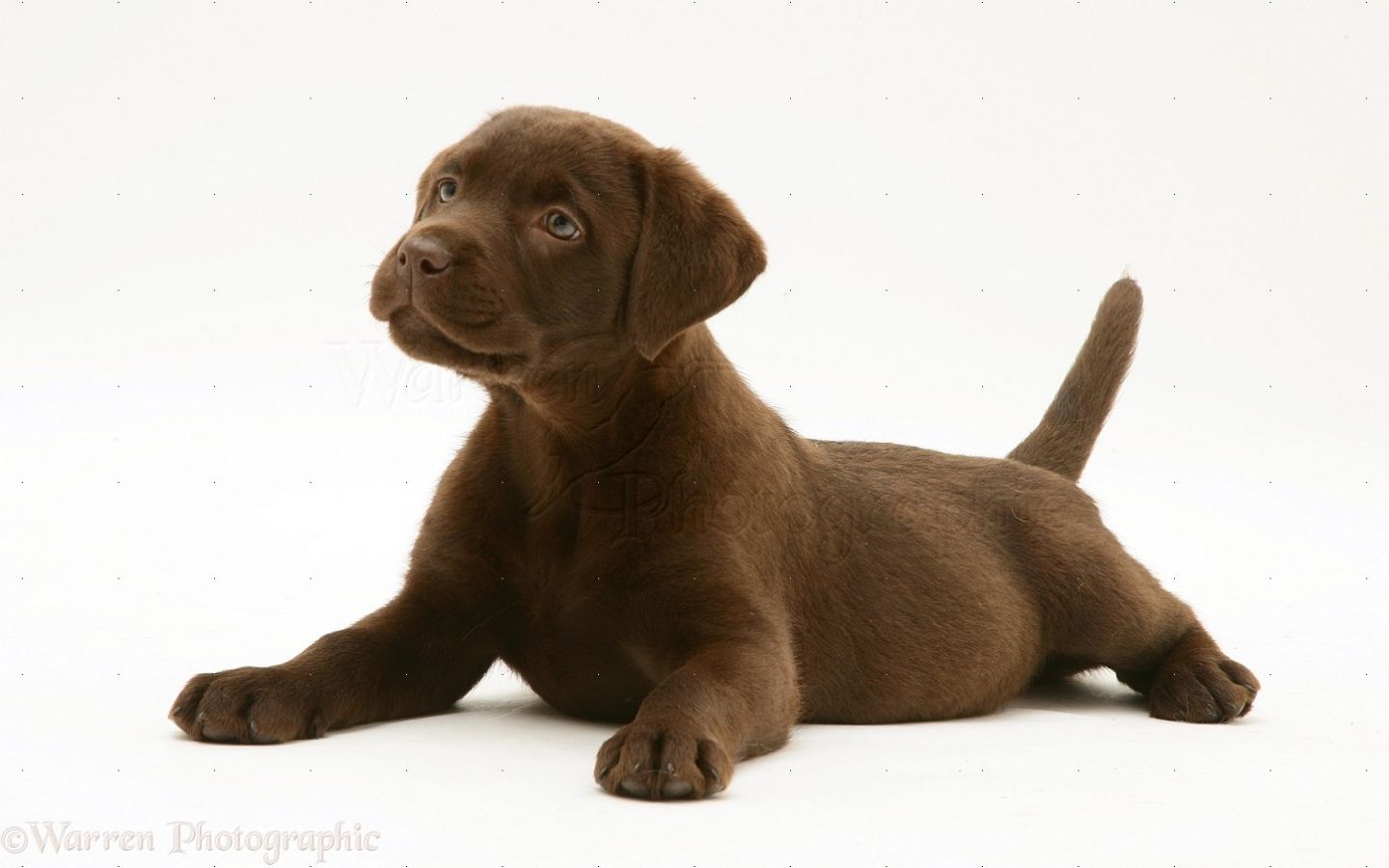 Free download 20818 Chocolate Labrador Retriever pup white