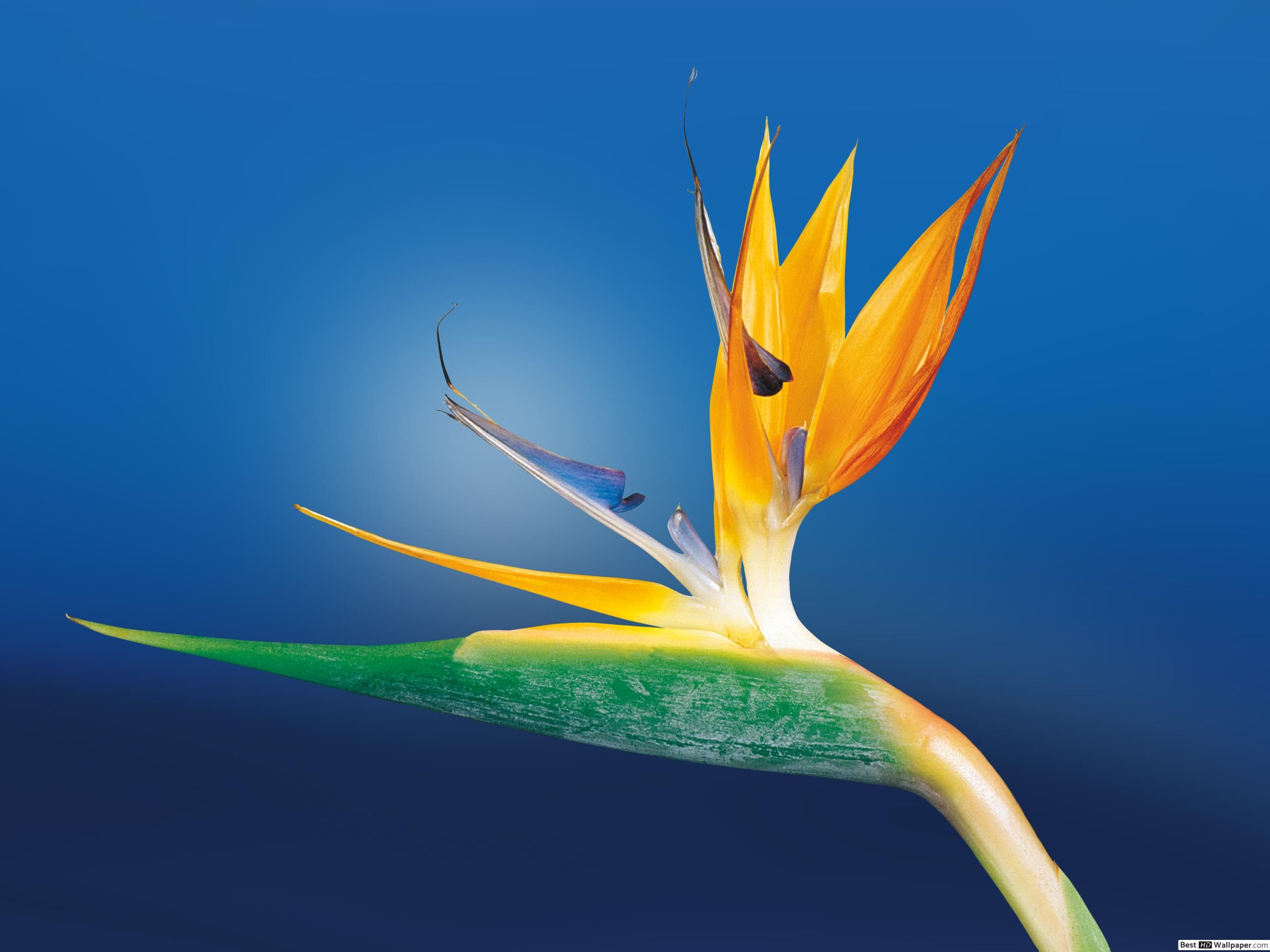 Caudata flower bird of paradise HD wallpaper download