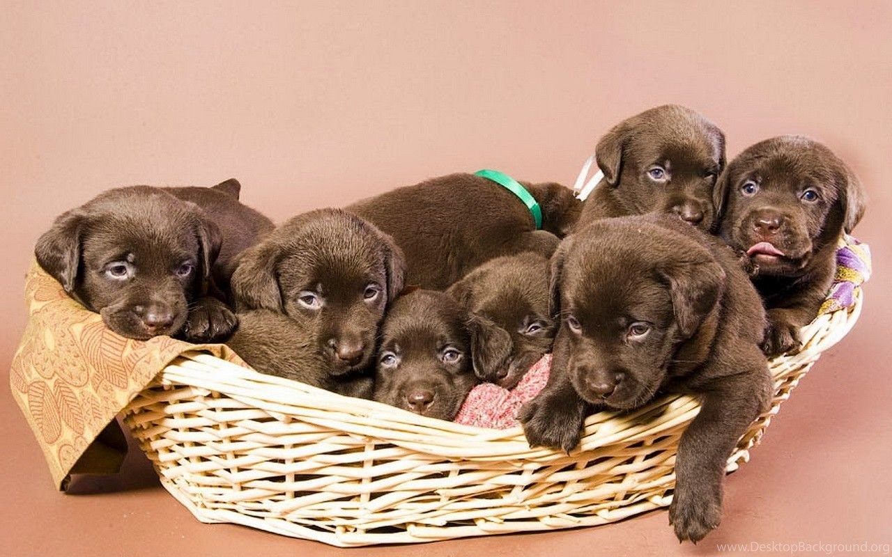 Dogs: Chocolate Dog Litter Animal Labrador Puppy Basket Sweet