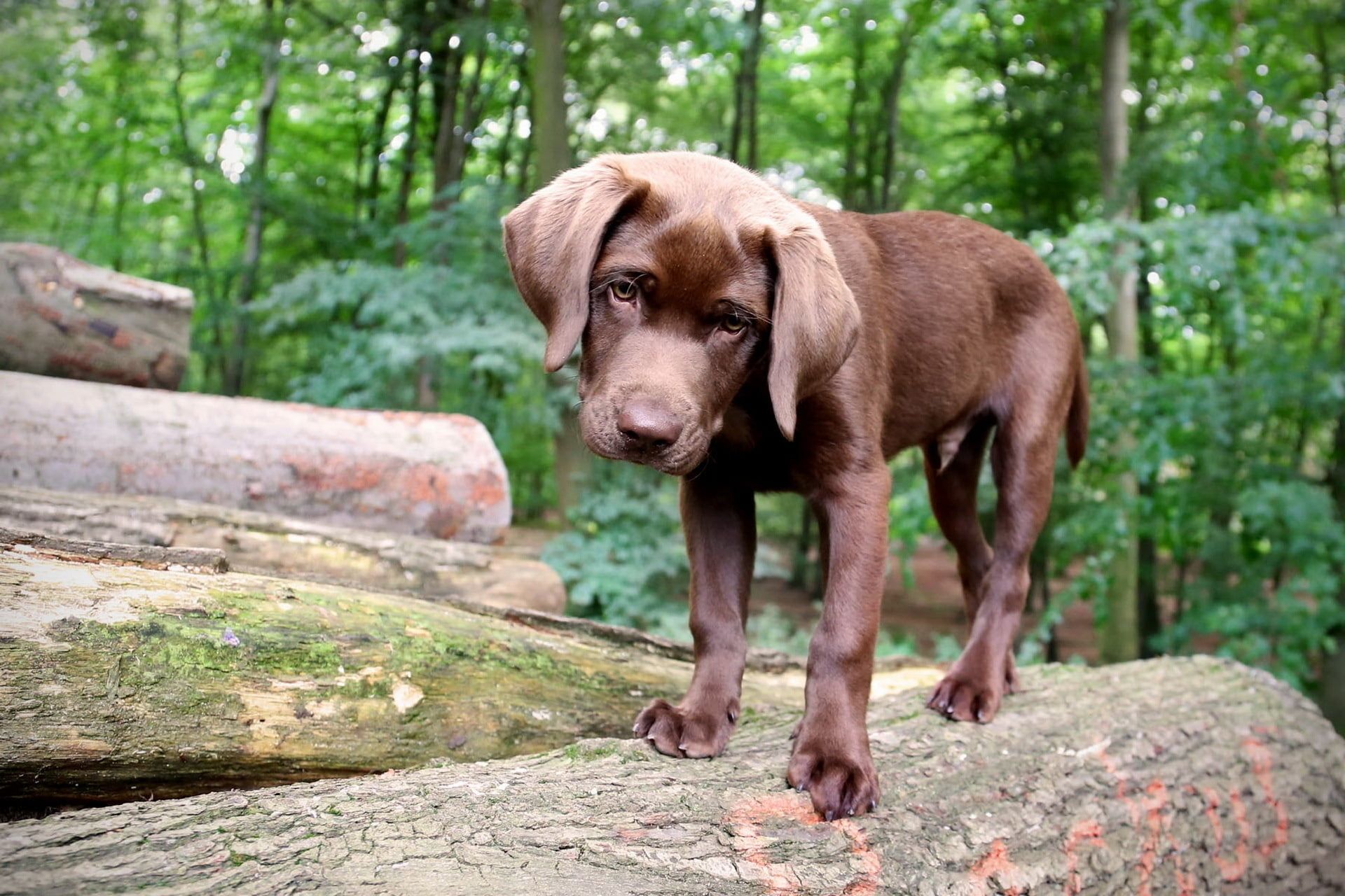Chocolate Labrador Retriever puppy on wooden logs near green tall