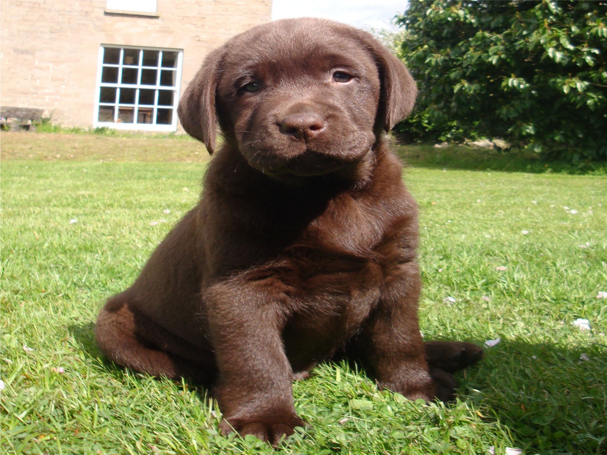 Hd chocolate lab puppy photo