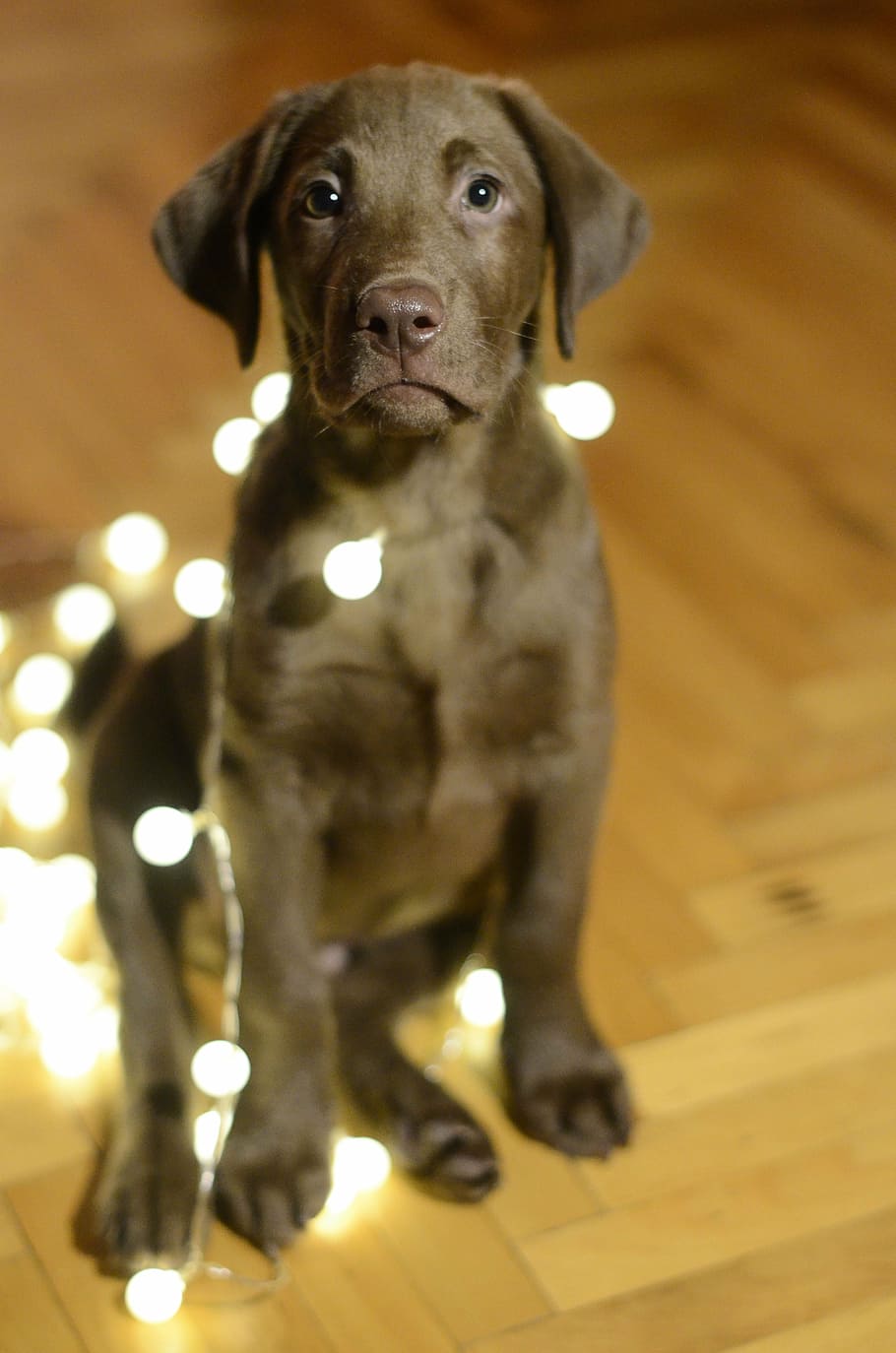 HD wallpaper: chocolate Labrador retriever puppy photography, dog, christmas
