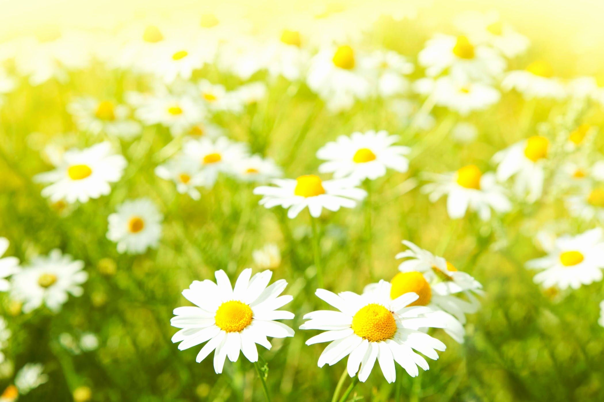 Daisies Wallpaper Lovely Pink Daisy Wallpaper