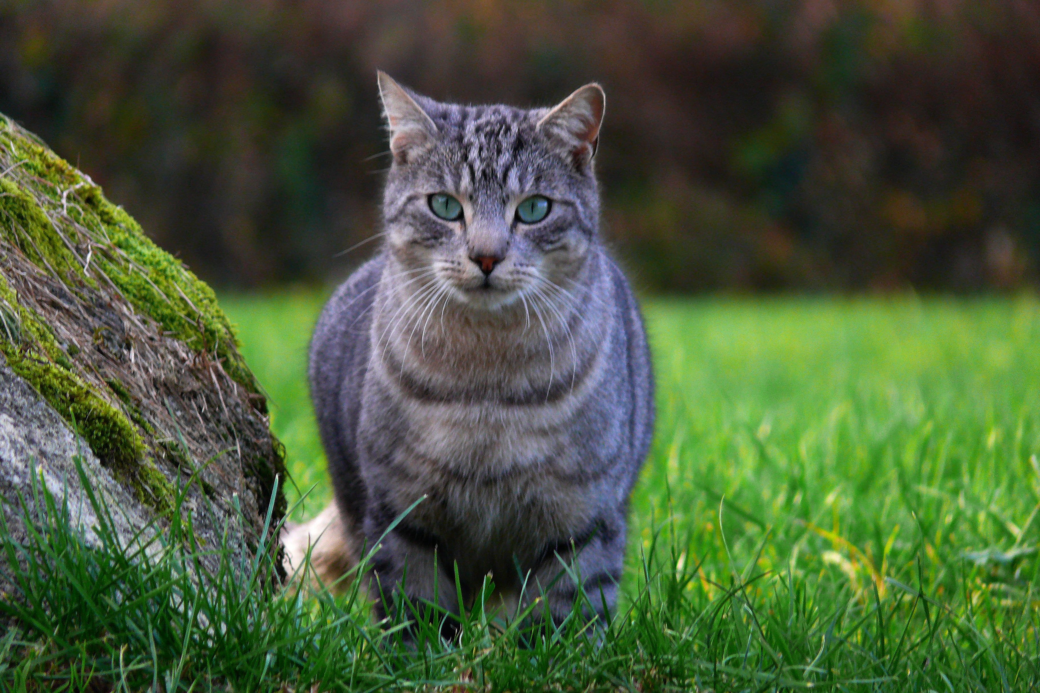 Gray and black tabby cat on green grass HD wallpaper