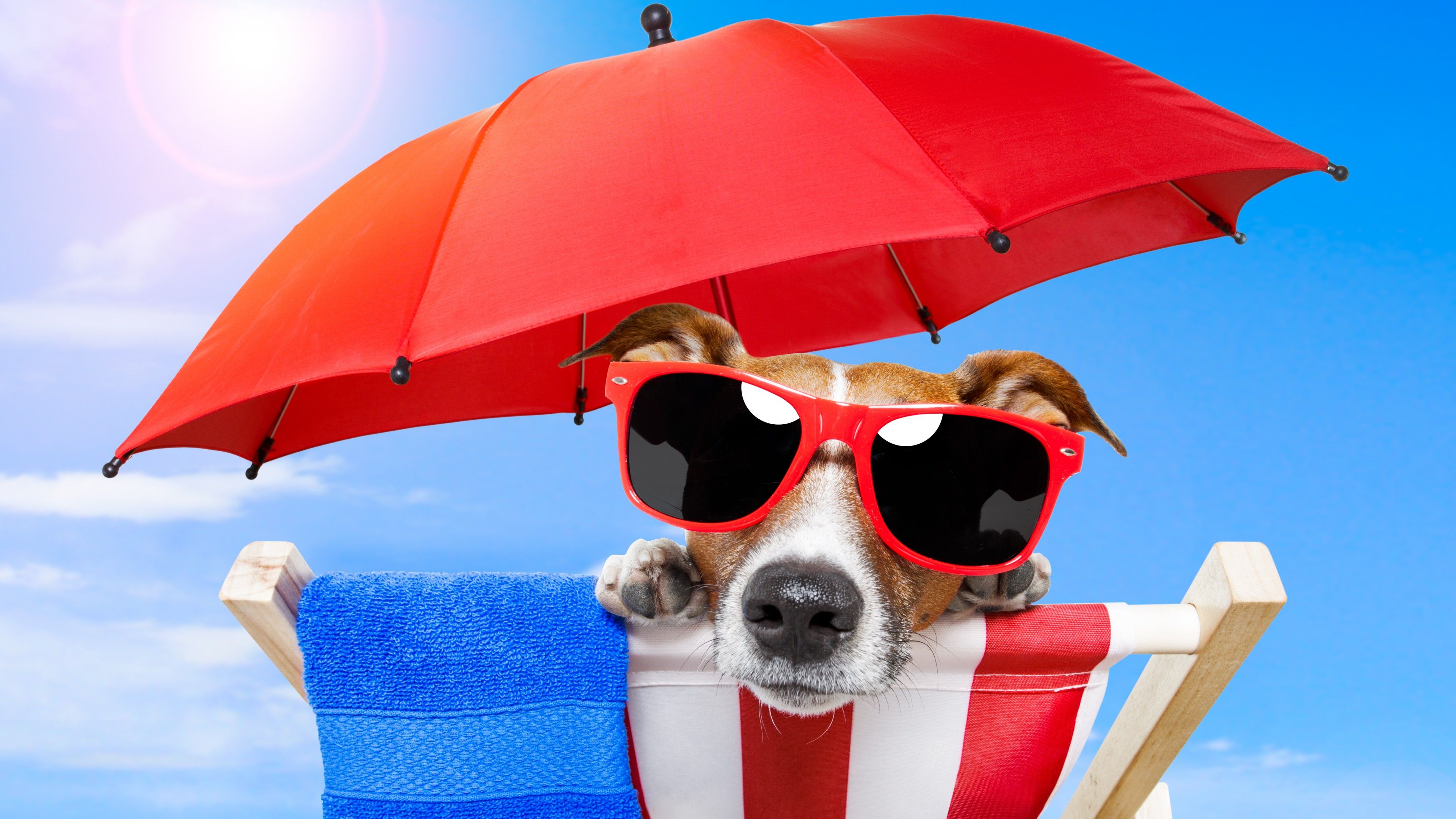 Wallpaper Dog, puppy, sun, summer, beach, sunglasses, umbrella