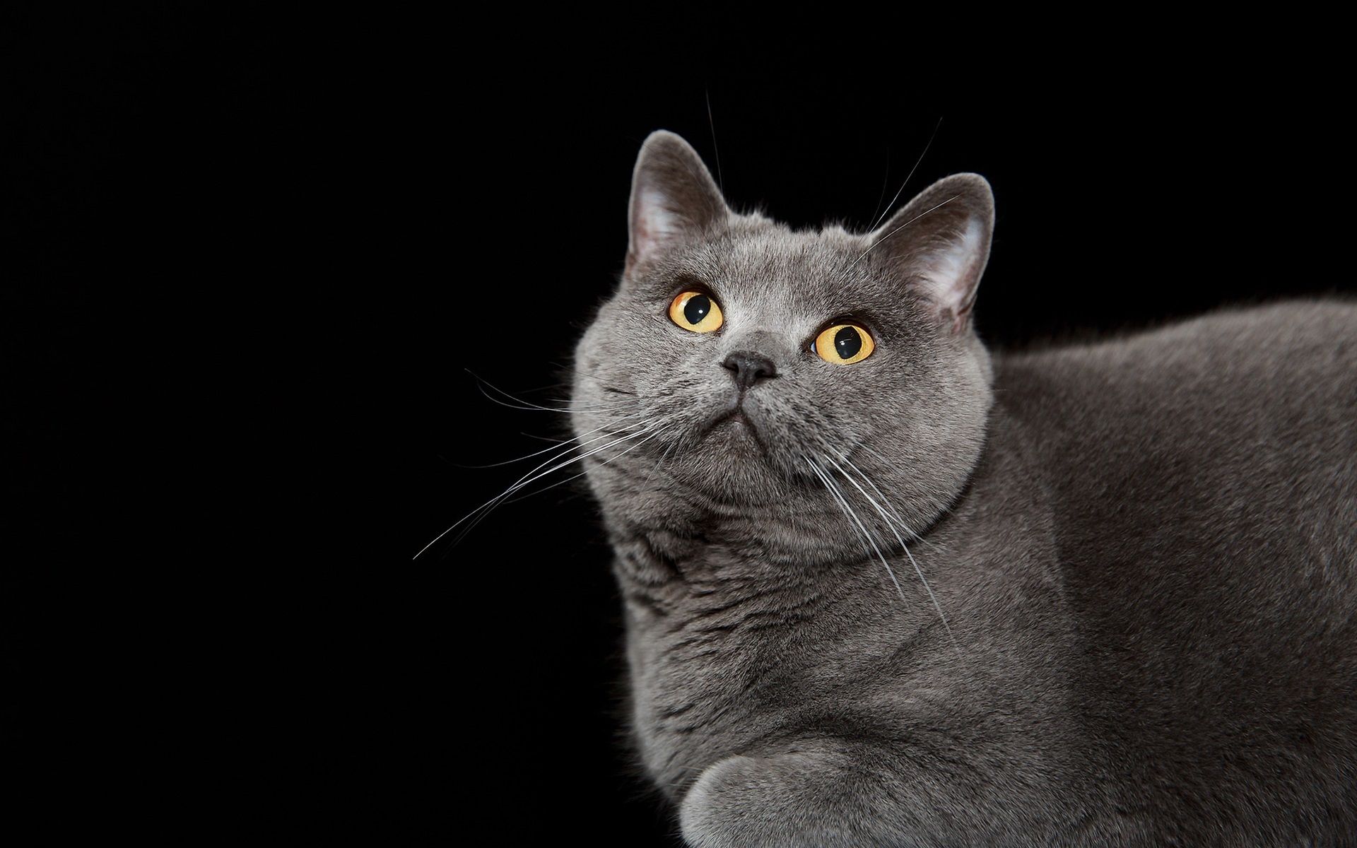 Wallpaper Gray cat look up, yellow eyes, black background