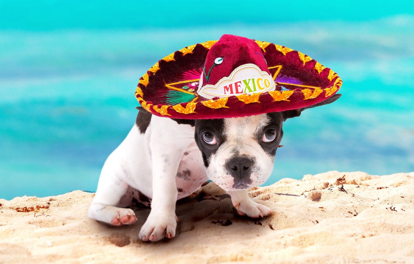 Wallpaper summer, dog, puppy, bokeh, French bulldog, sombrero, wallpaper., bulldog, beautiful background, look vacation Mexico, beach sand ocean, happy friendly image for desktop, section собаки