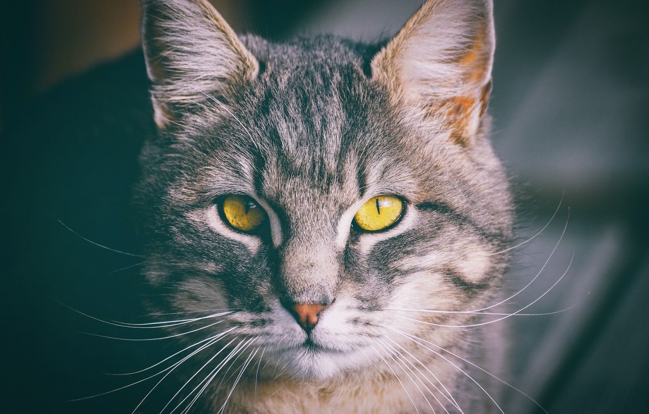 Wallpaper cat, cat, look, face, grey, background, portrait